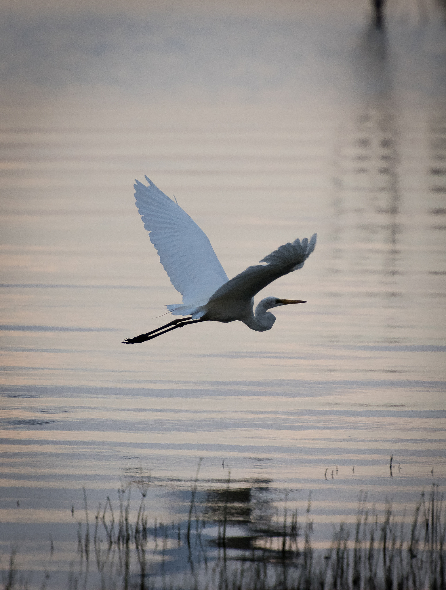 Nikon D810 sample photo. Great egret in flight photography