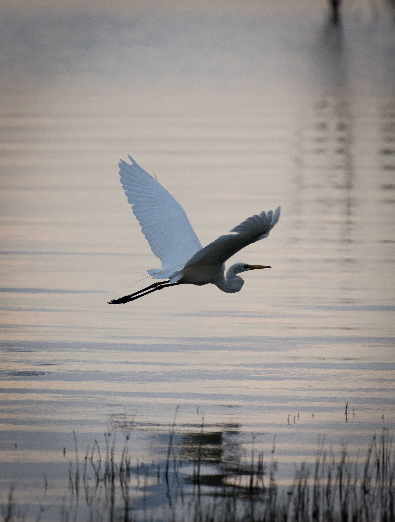 Nikon AF-S Nikkor 70-200mm F2.8G ED VR II sample photo. Great egret in flight photography