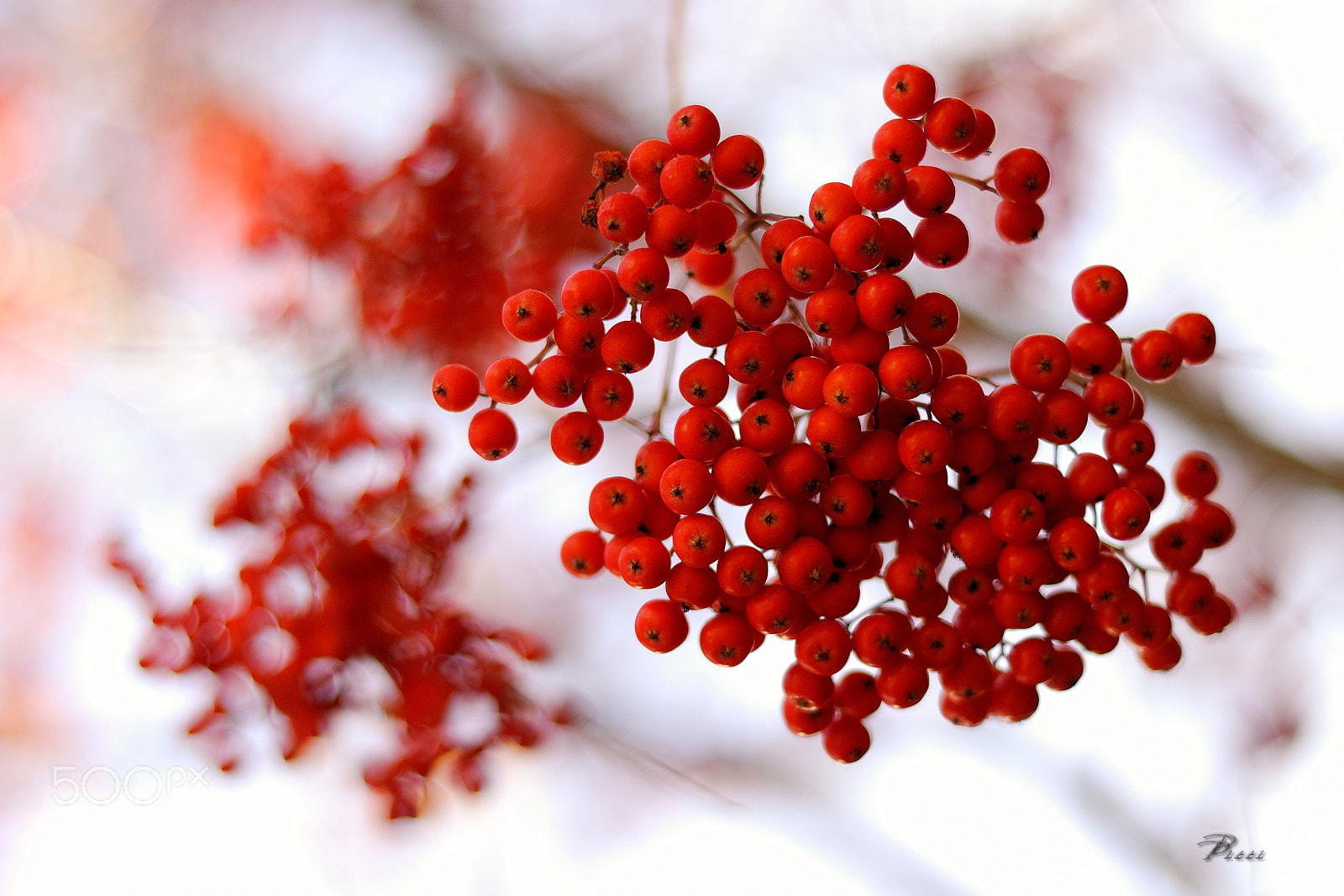 Nikon D200 + Nikon AF Nikkor 50mm F1.8D sample photo. Berries photography