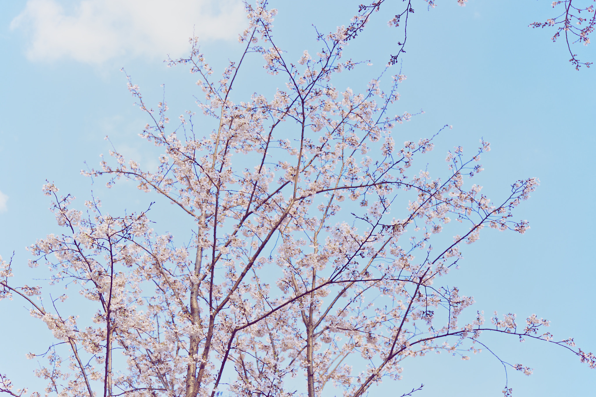 Fujifilm X-T1 + Fujifilm XF 16-55mm F2.8 R LM WR sample photo. 交错的枝条 photography