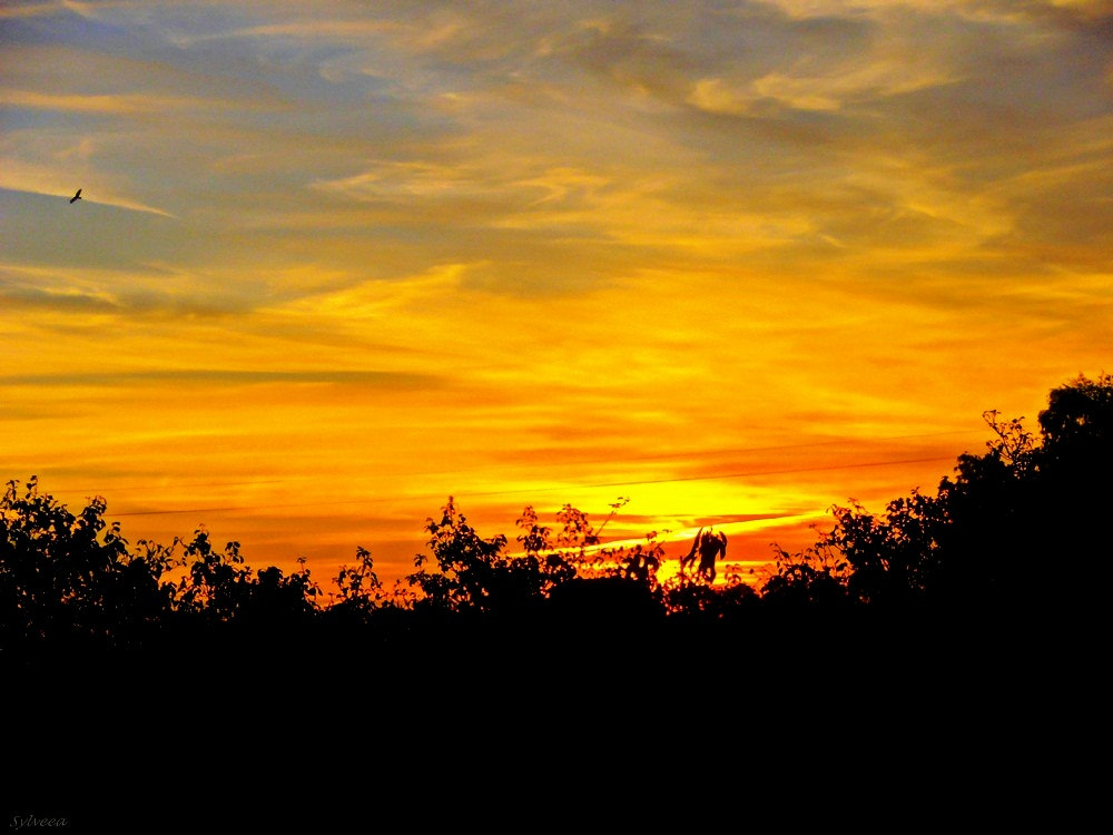 Olympus VR310,D720 sample photo. Good morning sunshine photography