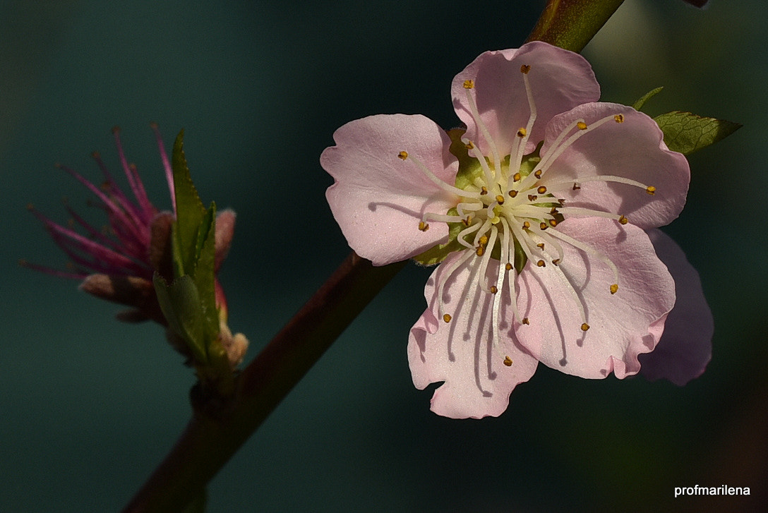 Nikon D810 sample photo. Light pink blossom photography