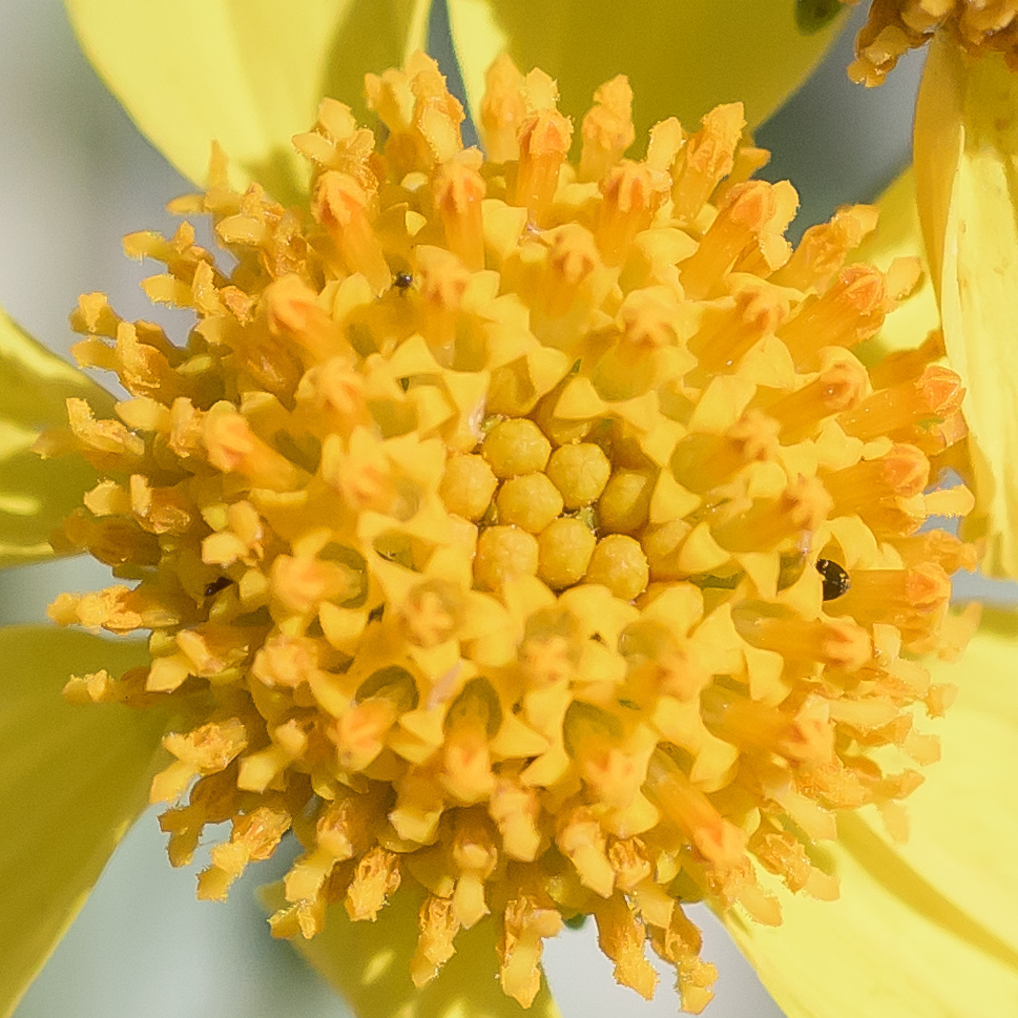 Nikon D810 + Nikon AF Micro-Nikkor 60mm F2.8D sample photo. Desert sunflower photography