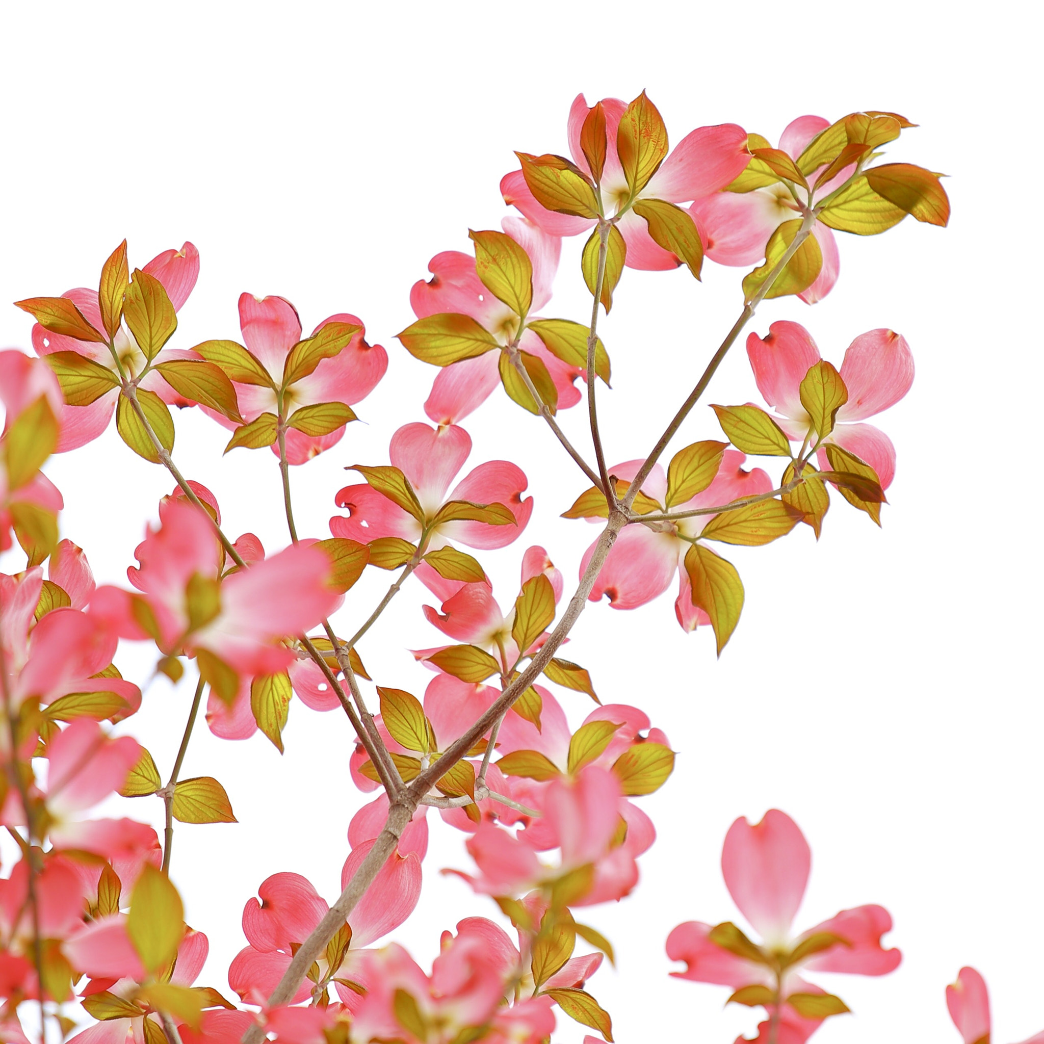 Canon EOS 6D + Canon EF 70-200mm F4L IS USM sample photo. Dogwood photography
