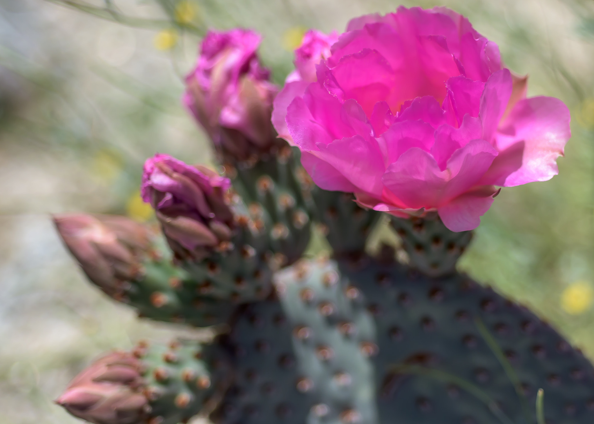 Nikon D810 + Nikon AF Micro-Nikkor 60mm F2.8D sample photo. Desert cactus photography