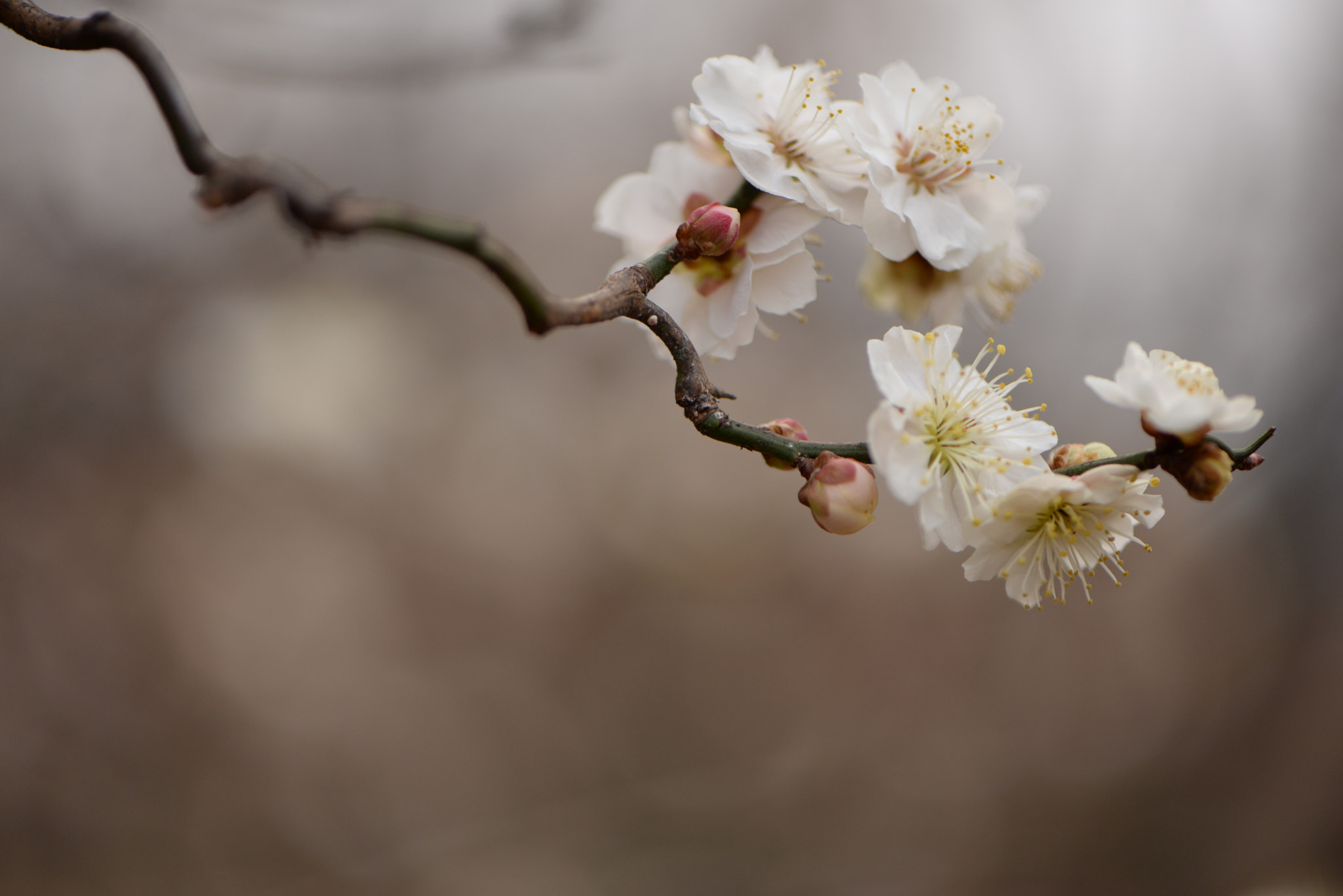 Nikon AF-S Micro-Nikkor 105mm F2.8G IF-ED VR sample photo