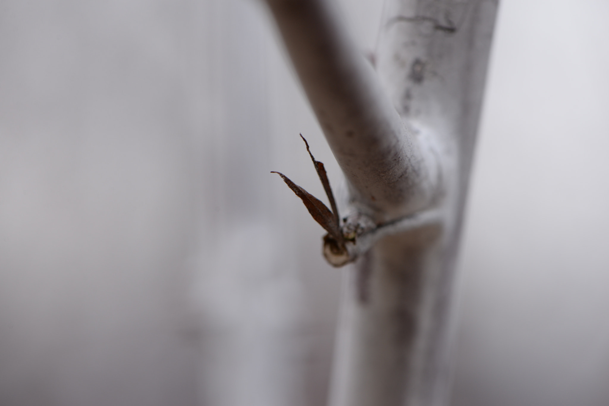 Nikon AF-S Micro-Nikkor 105mm F2.8G IF-ED VR sample photo