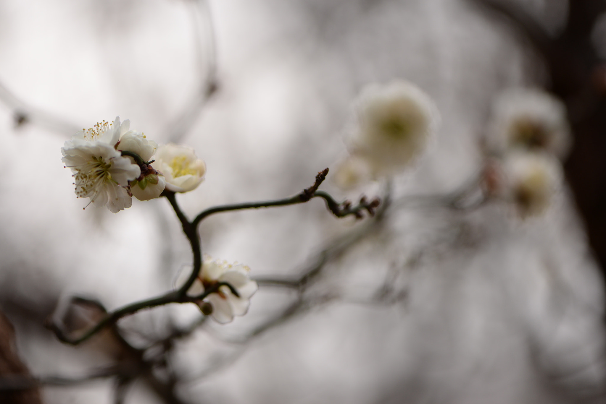 Nikon AF-S Micro-Nikkor 105mm F2.8G IF-ED VR sample photo
