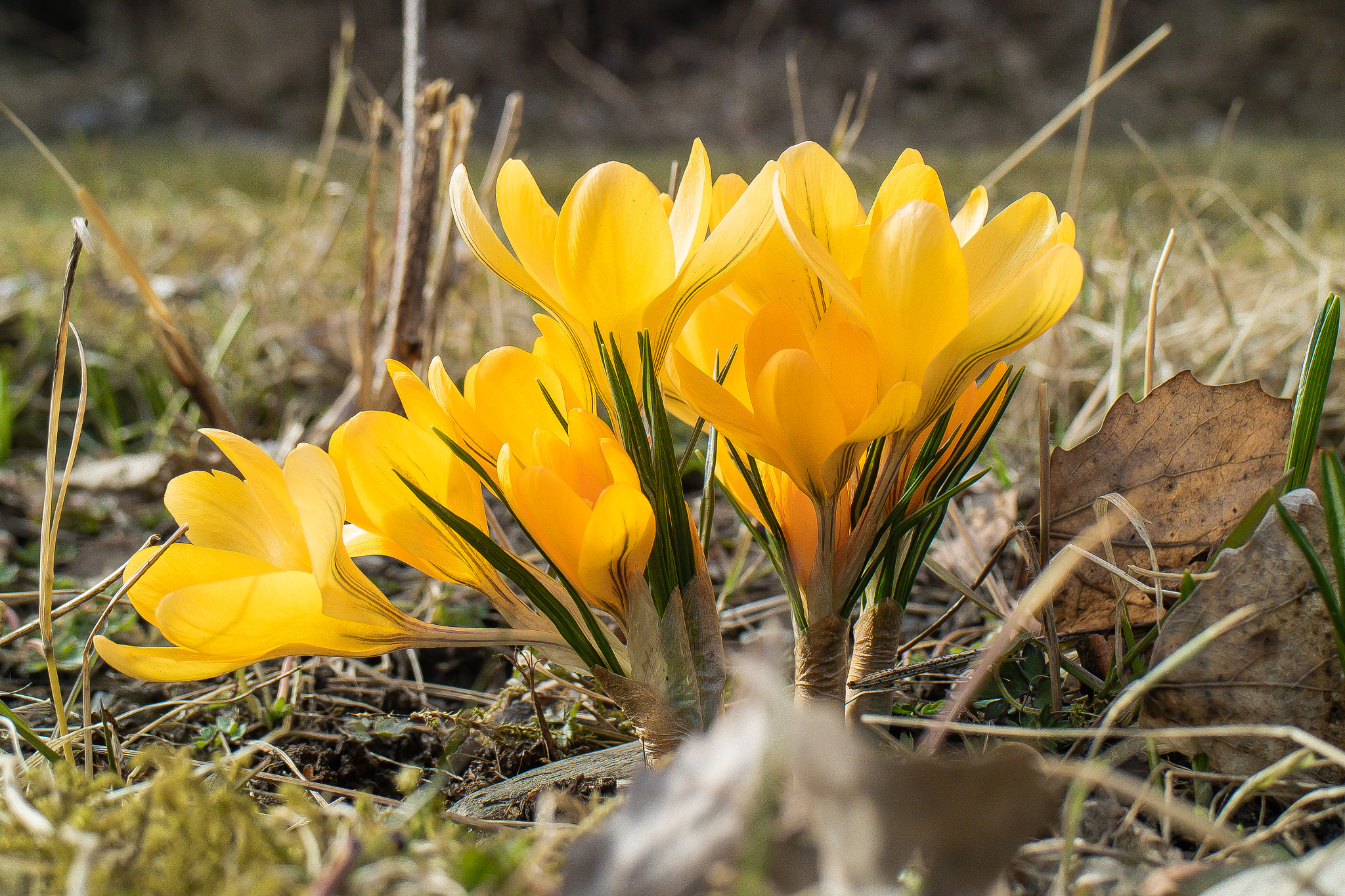 Canon EOS M3 sample photo. - coming - photography