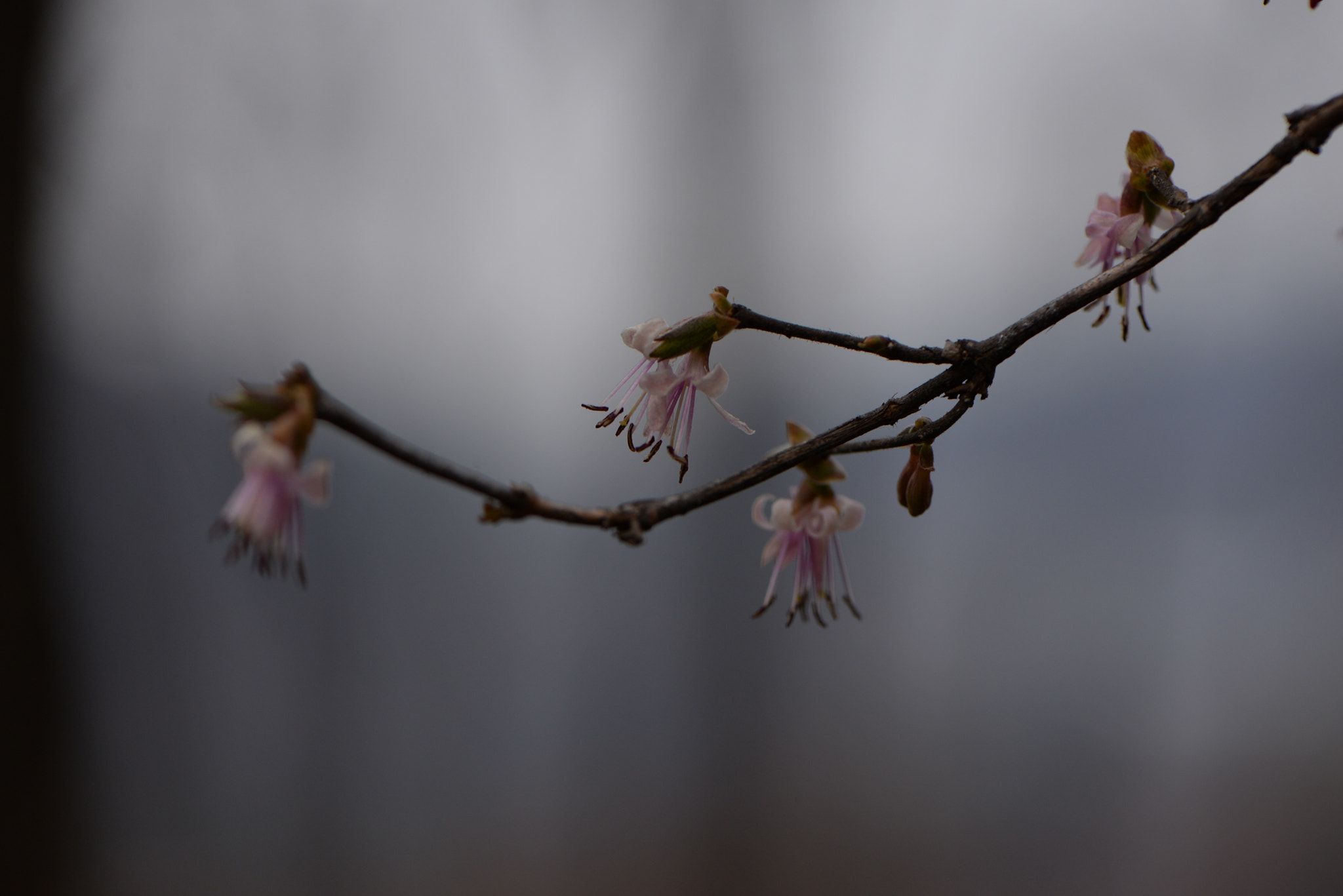Nikon AF-S Micro-Nikkor 105mm F2.8G IF-ED VR sample photo