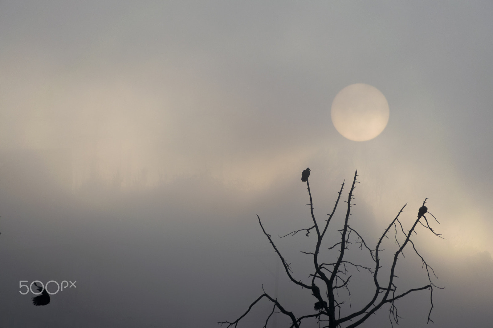 Nikon D5300 + Nikon AF-S DX Nikkor 18-300mm F3.5-5.6G ED VR sample photo. Sunrise in guatemala, tree with buzzards. photography
