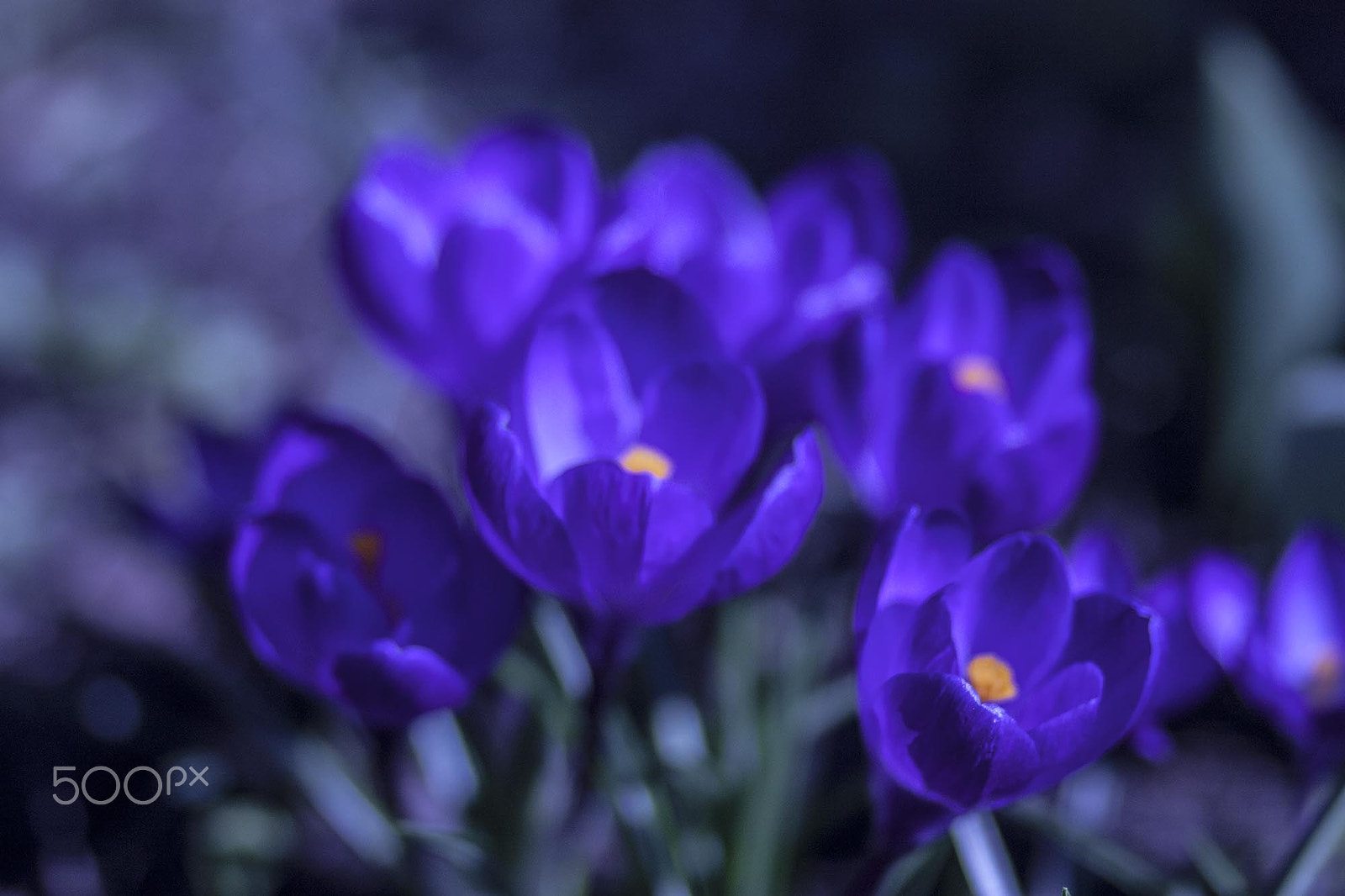 Canon EOS 450D (EOS Rebel XSi / EOS Kiss X2) + Canon EF 85mm F1.8 USM sample photo. Crocuses photography