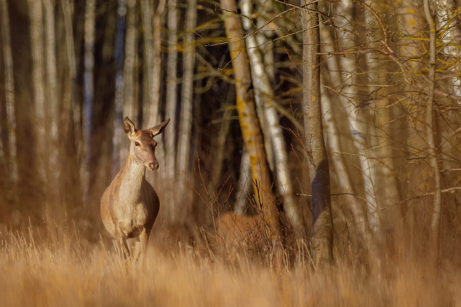 Canon EF 400mm F2.8L IS II USM sample photo. Red deer photography