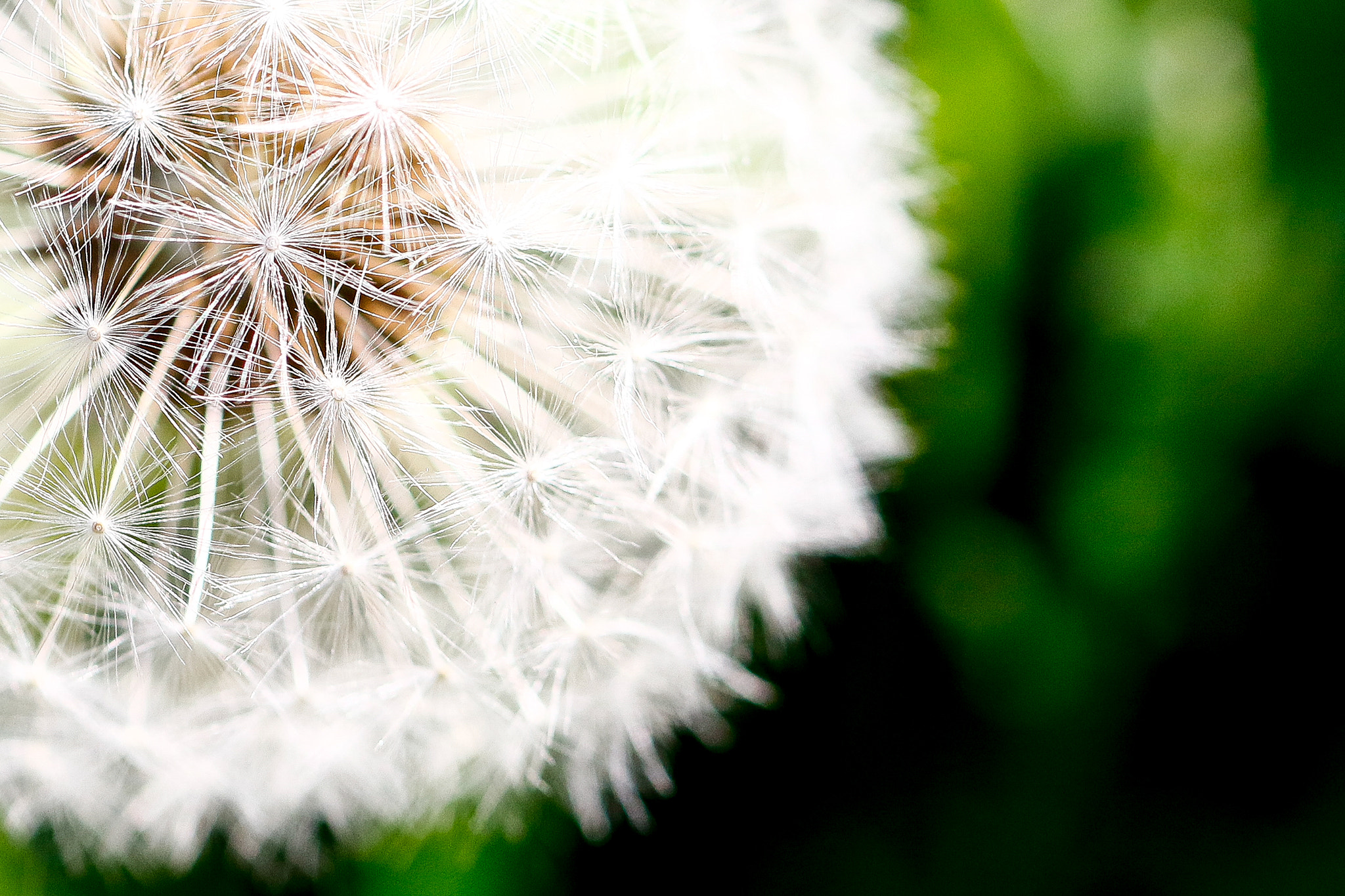 Canon EF 100mm F2.8L Macro IS USM sample photo. Dandelion in spring photography