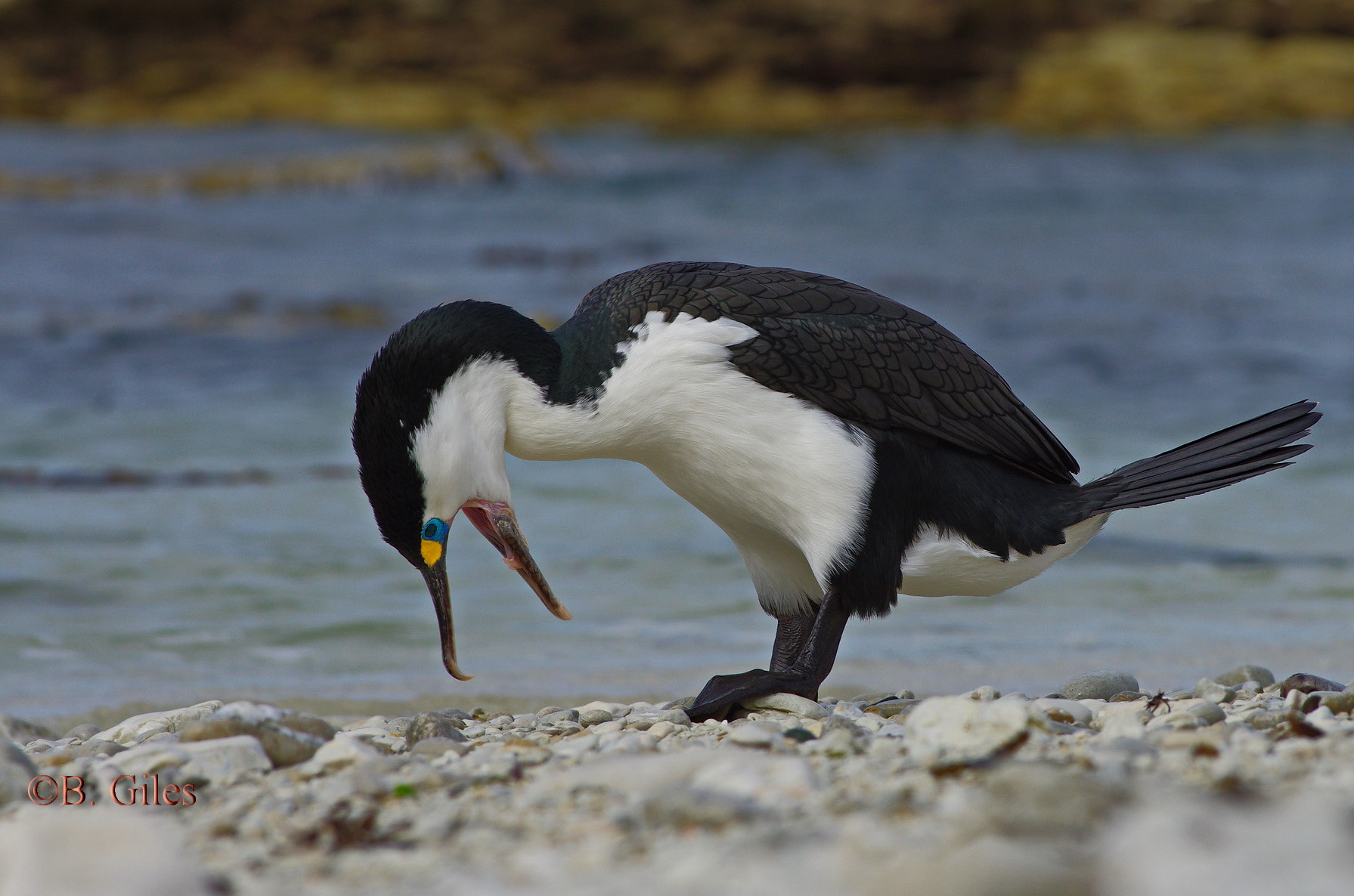 Pentax K-5 IIs + Pentax smc DA* 60-250mm F4.0 ED (IF) SDM sample photo. Dam fish bones photography