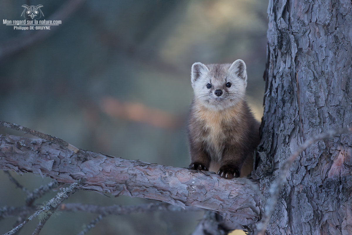 Canon EF 500mm F4L IS USM sample photo. Pine marten !! photography