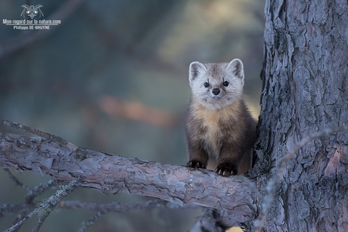 Canon EOS-1D X sample photo. Pine marten !! photography