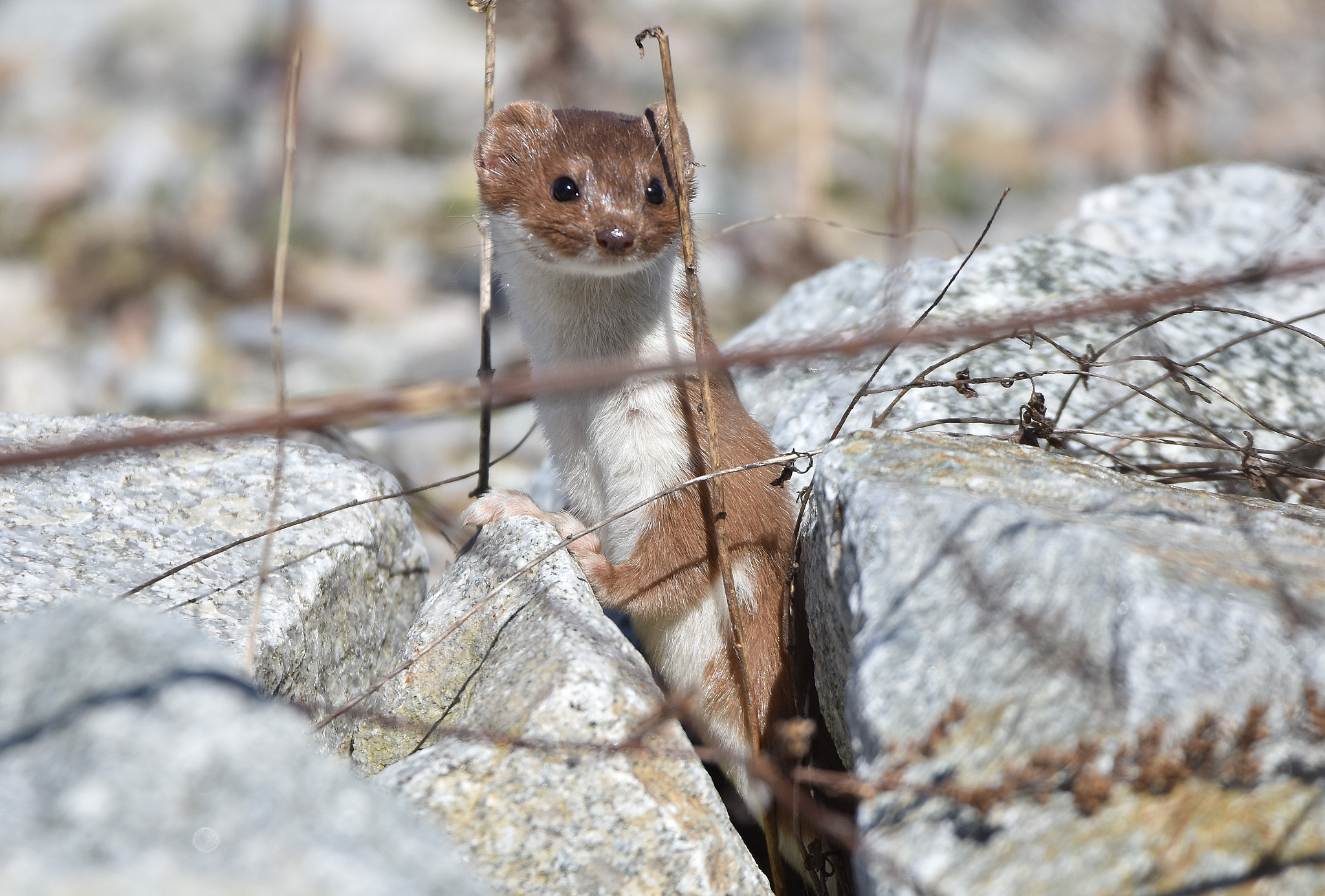 Nikon D7200 sample photo. Stoat (mustela erminea) photography