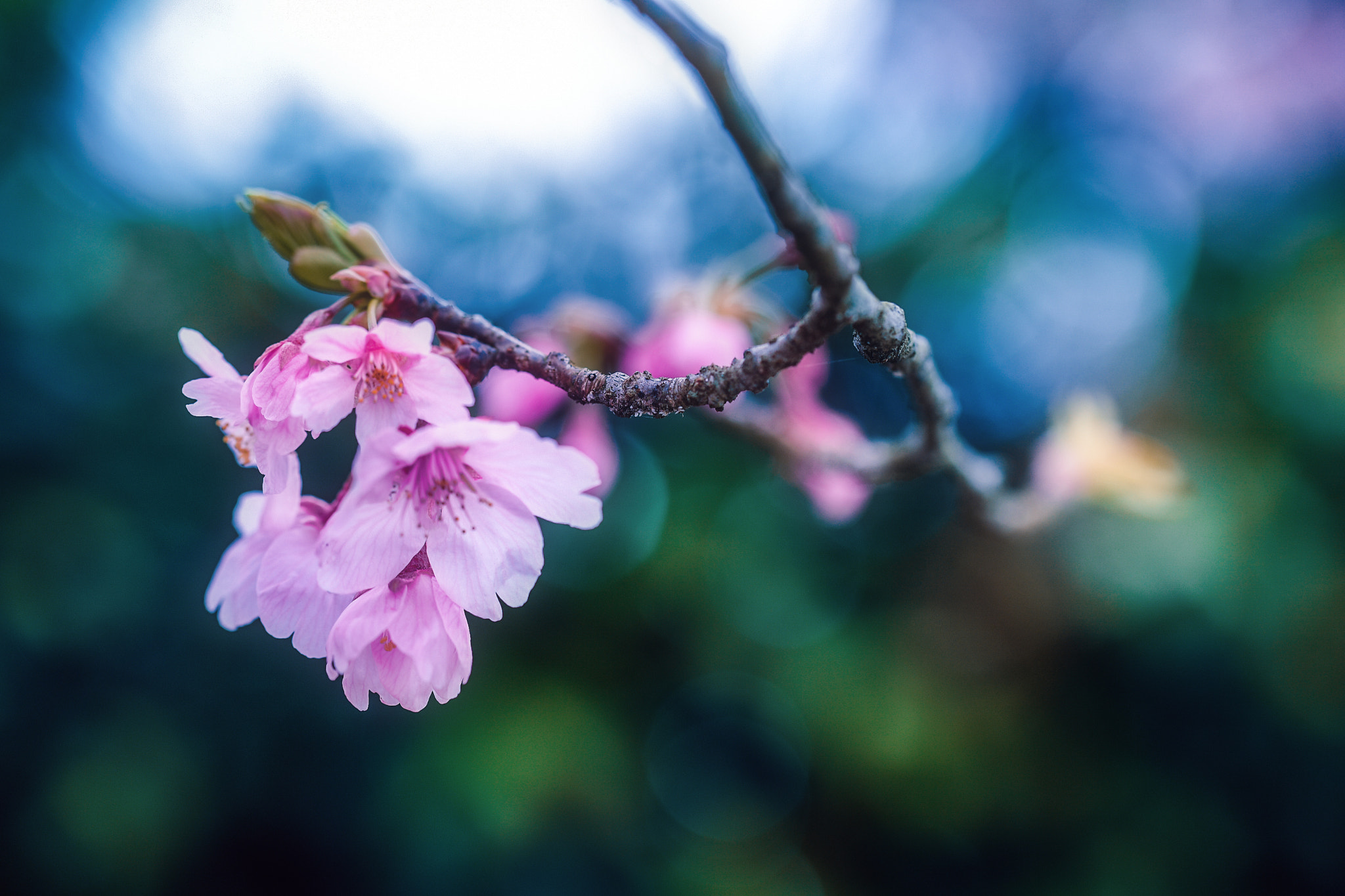 Nikon D5 + Tamron SP 90mm F2.8 Di VC USD 1:1 Macro (F004) sample photo. Cherry blossoms photography