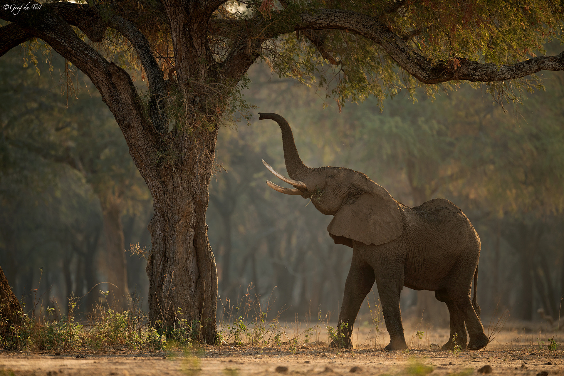 Nikon AF-S Nikkor 500mm F4E FL ED VR sample photo. Golden elephant forest photography