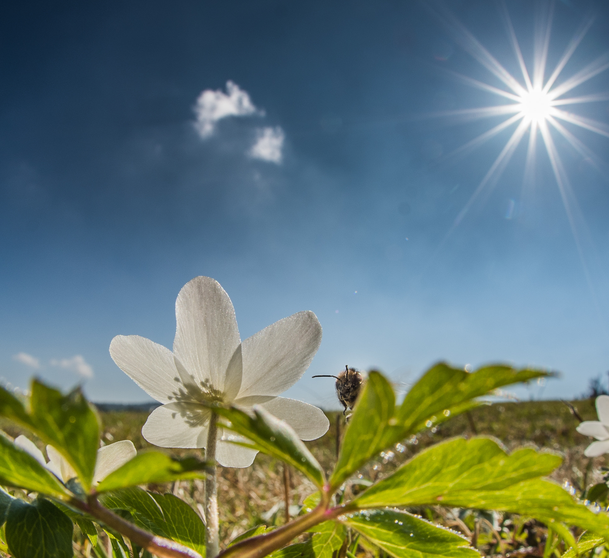 Nikon D750 + Sigma 10mm F2.8 EX DC HSM Diagonal Fisheye sample photo. Servus photography