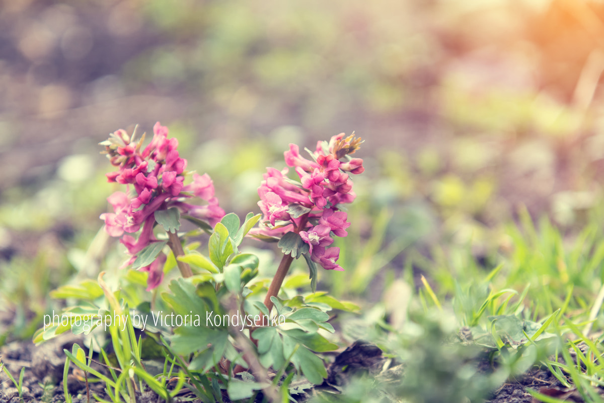 Canon EF-S 17-55mm F2.8 IS USM sample photo. Wild violet blooming corydalis photography