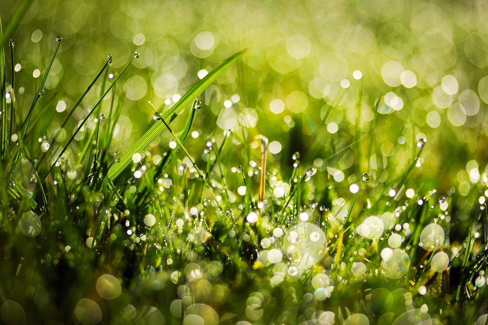 Canon EF-S 60mm F2.8 Macro USM sample photo. Morning dew photography