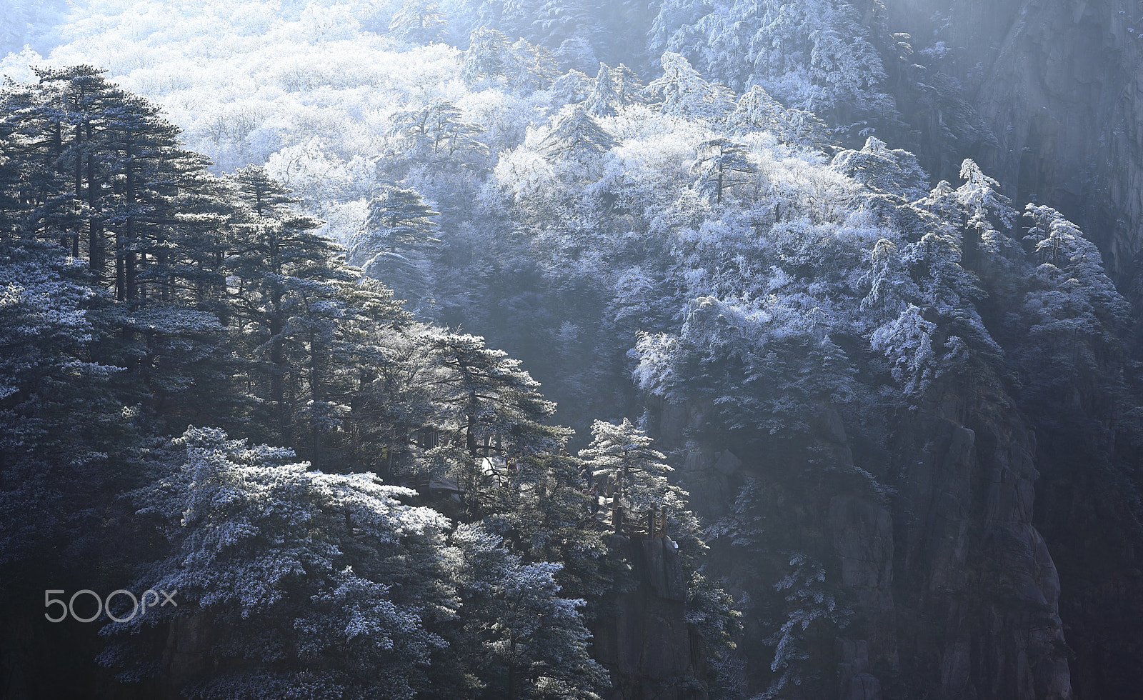 Canon EF 50mm F1.2L USM sample photo. Rime photography
