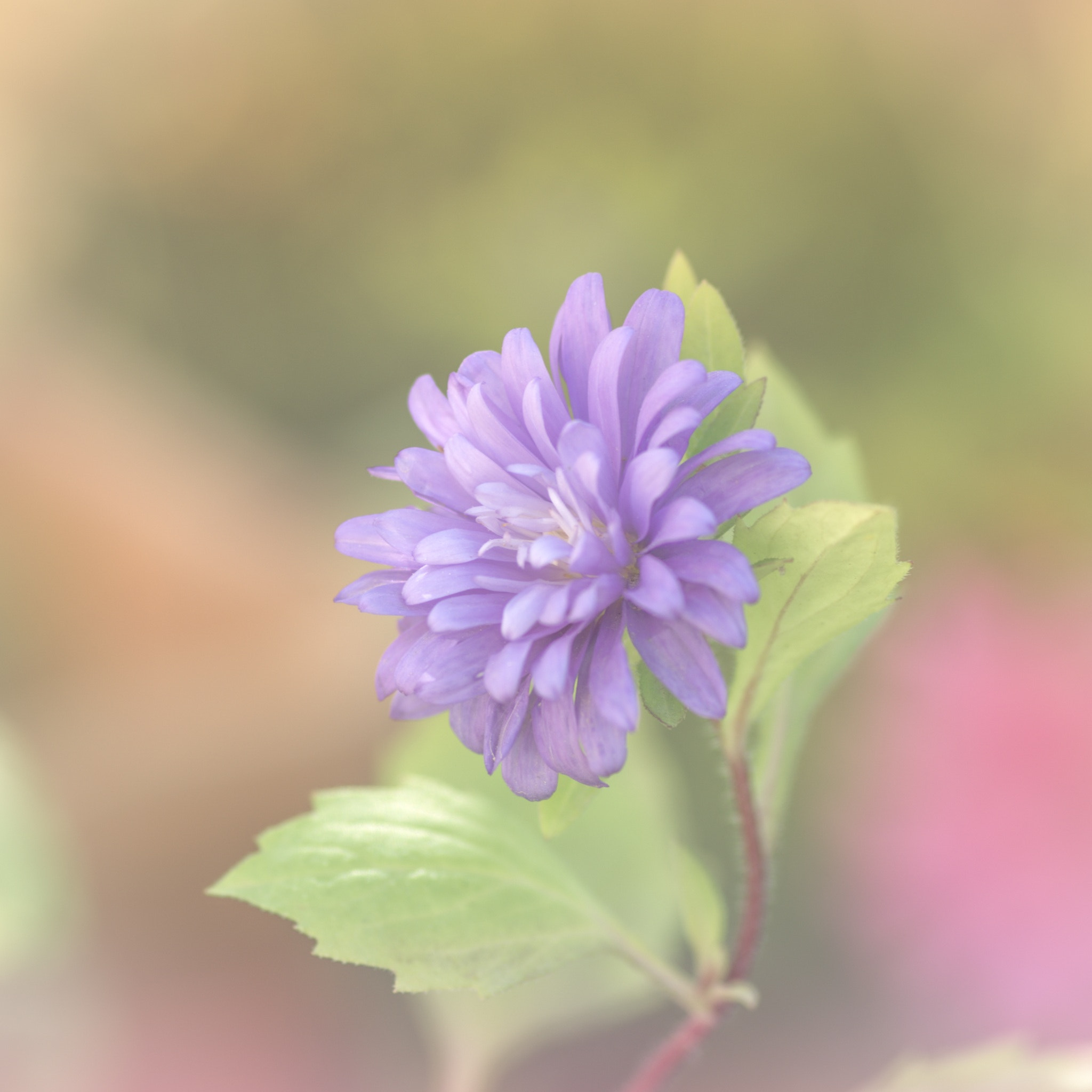 Pentax smc D-FA 100mm F2.8 Macro WR sample photo. Flower photography
