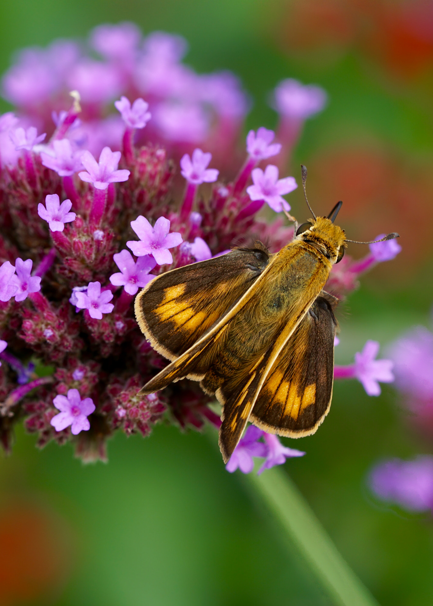 Sony FE 90mm F2.8 Macro G OSS sample photo. Fiery skipper photography