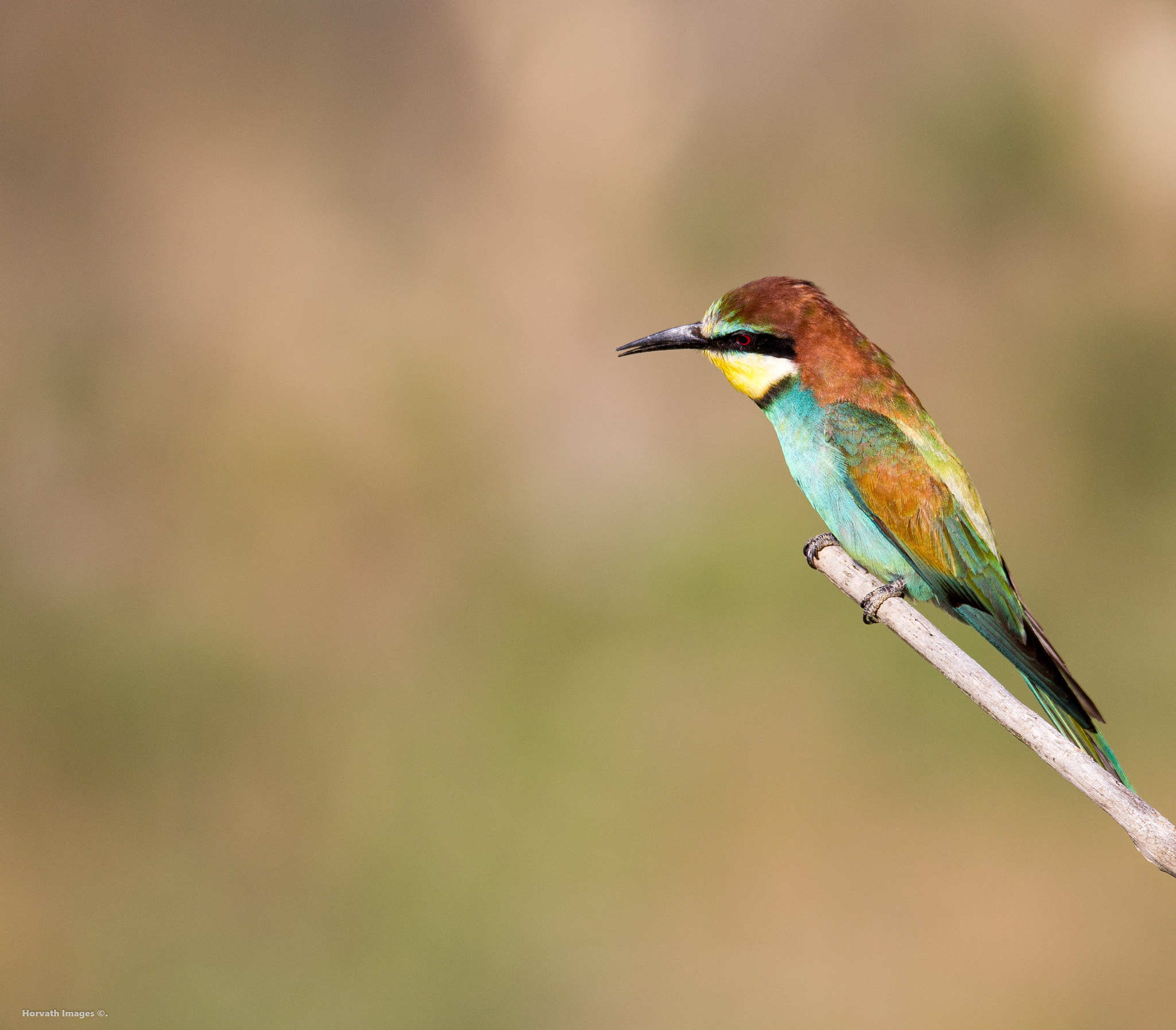 Tamron SP 150-600mm F5-6.3 Di VC USD sample photo. Gyurgyalag photography