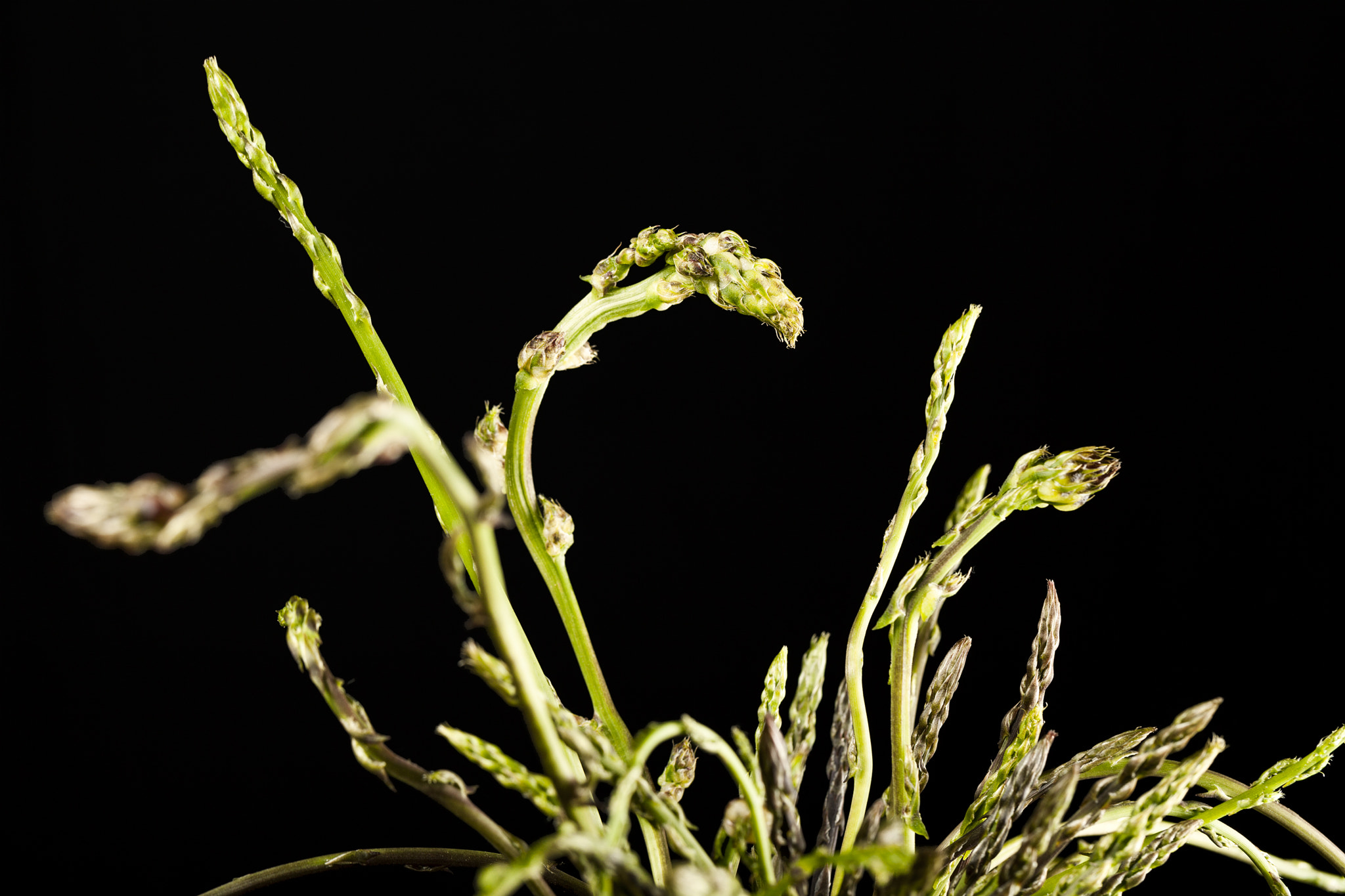 Canon EF 100mm F2.8L Macro IS USM sample photo. Espàrrecs silvestres photography