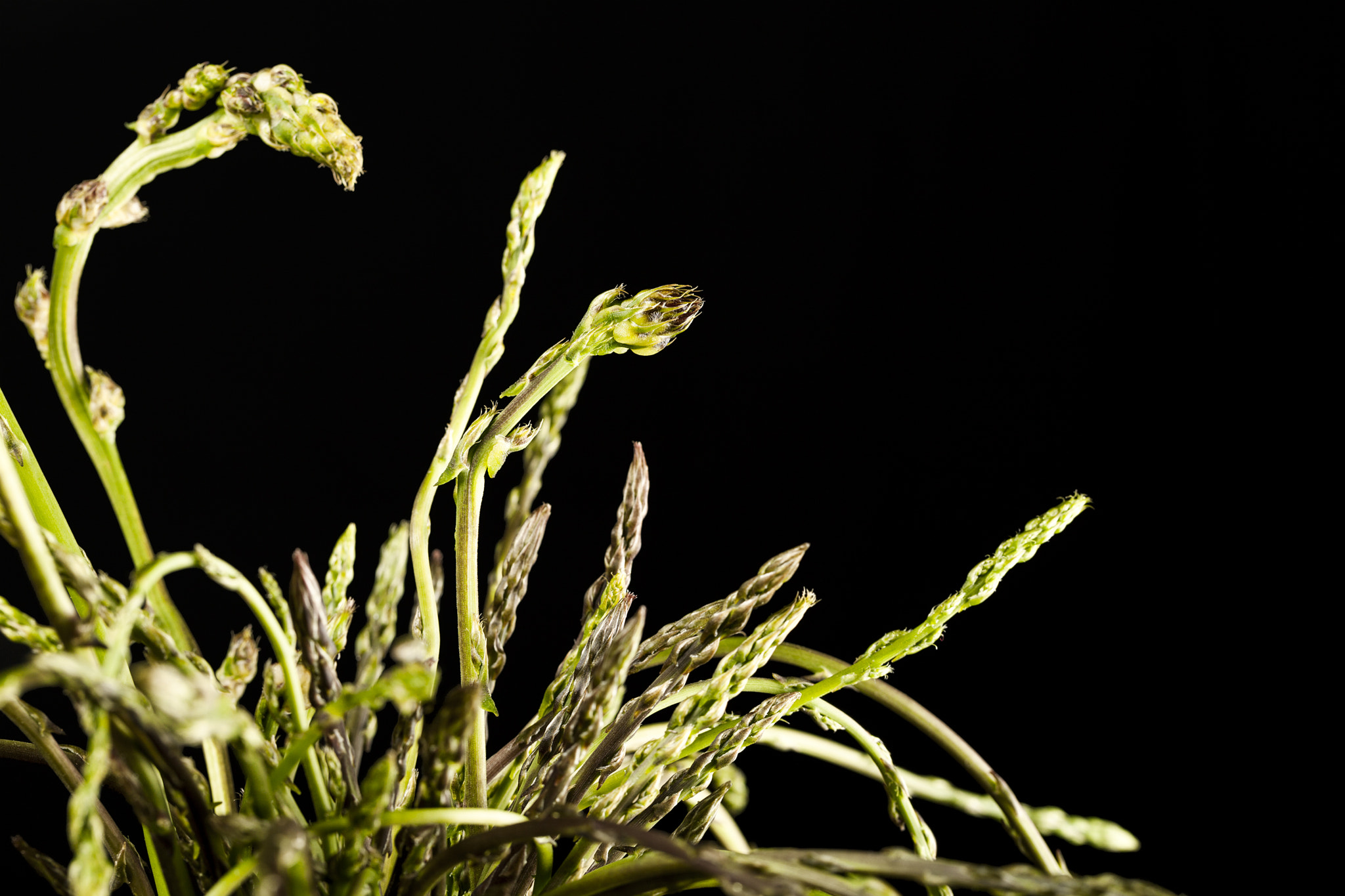 Canon EF 100mm F2.8L Macro IS USM sample photo. Espàrrecs silvestres photography