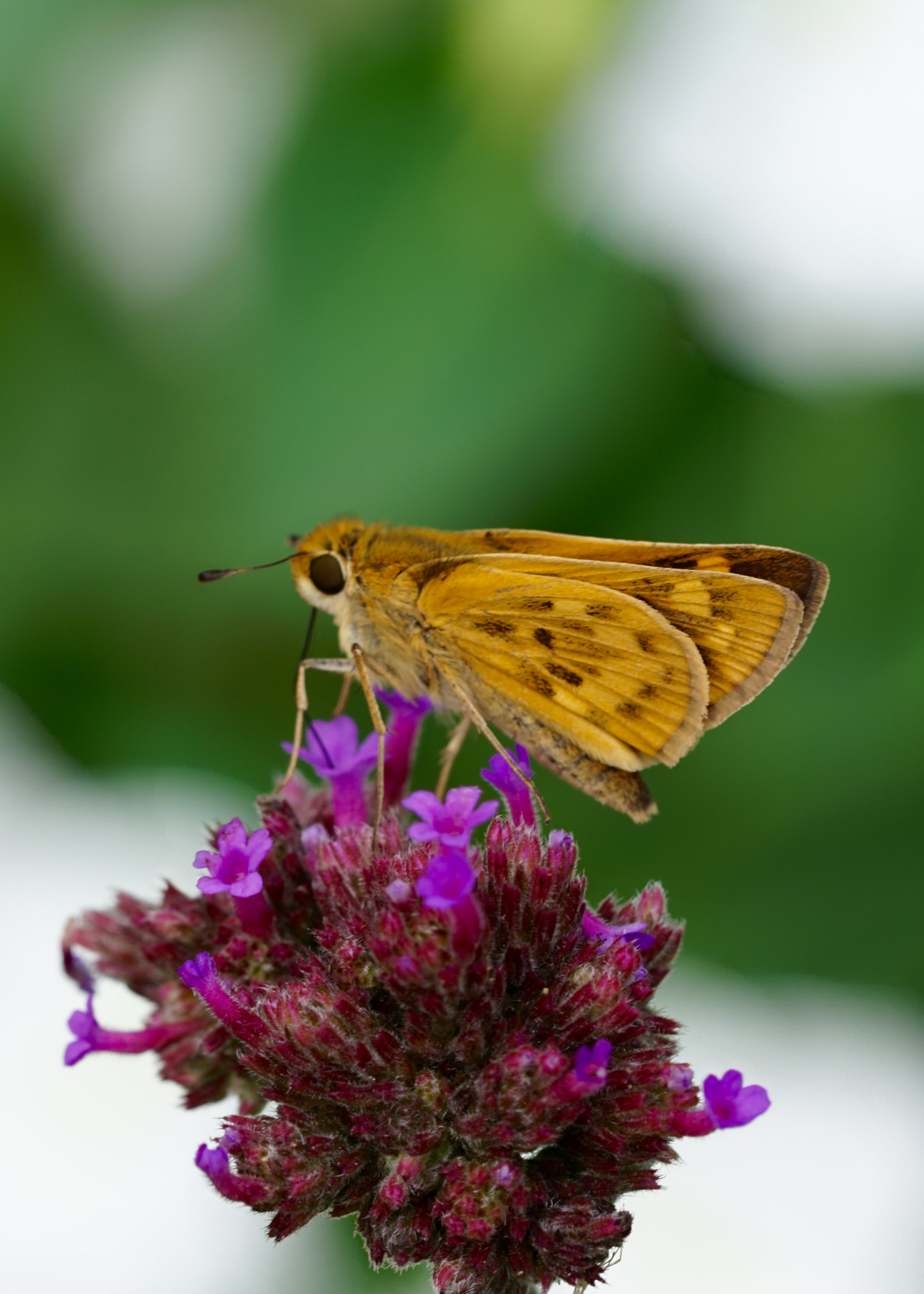 Sony a6000 + Sony FE 90mm F2.8 Macro G OSS sample photo. Fiery skipper photography