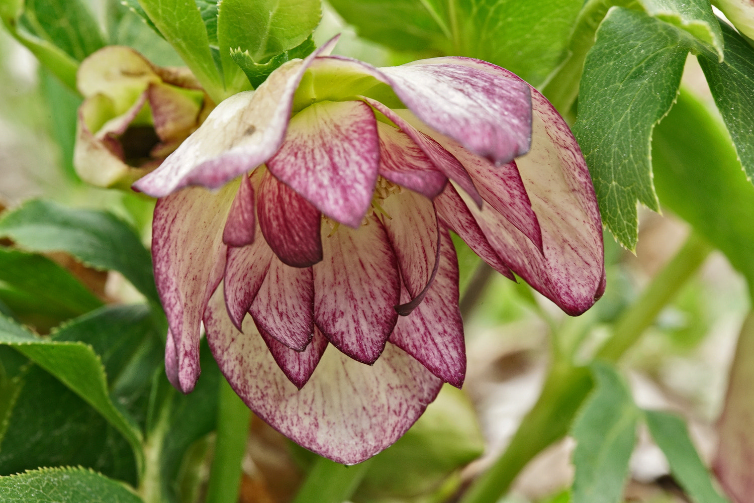 Sony a7R II + 100mm F2.8 SSM sample photo. Cold hardy- hellebore photography