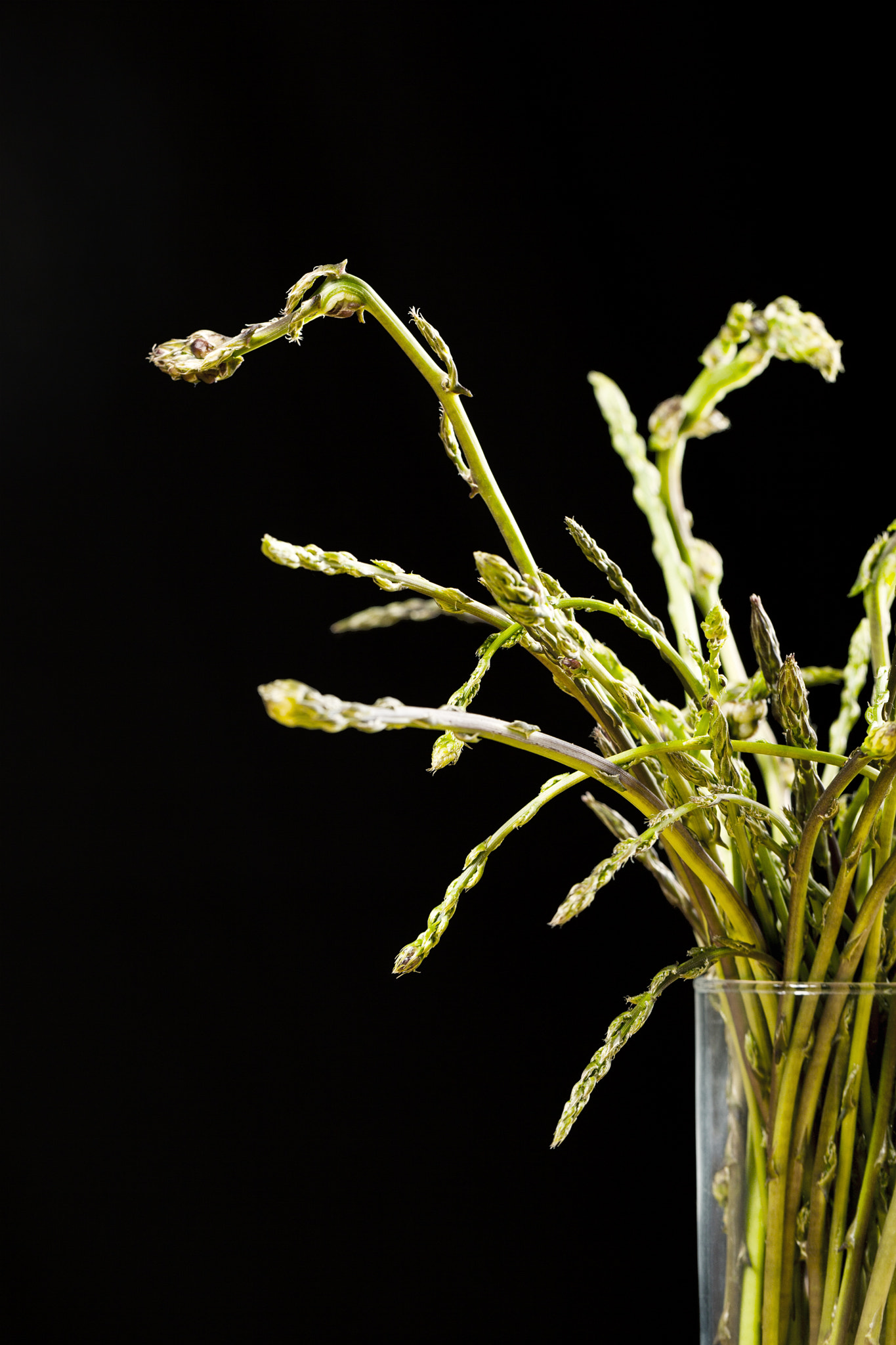 Canon EF 100mm F2.8L Macro IS USM sample photo. Espàrrecs silvestres photography
