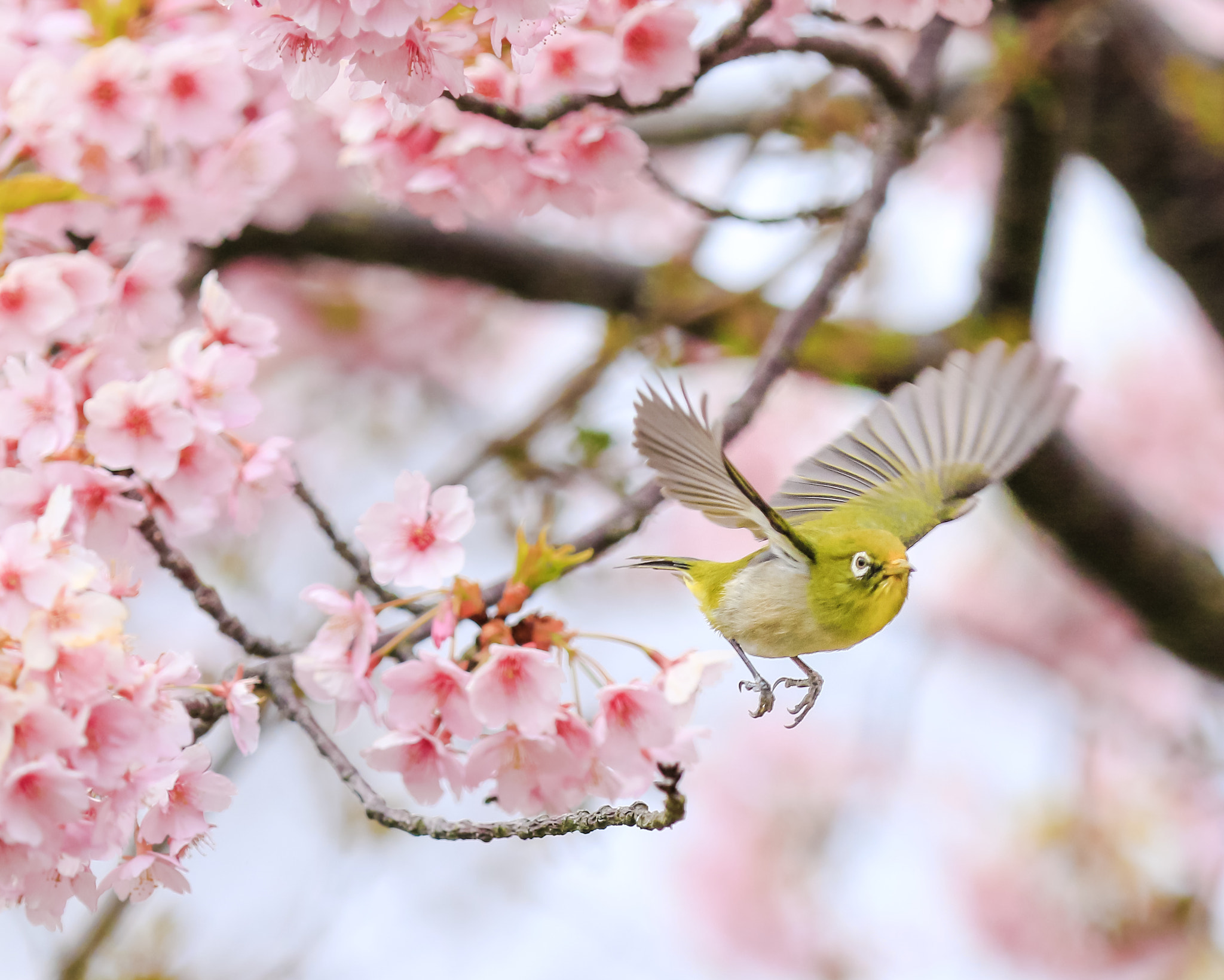 Canon EF 70-200mm F2.8L IS II USM sample photo. White-eye photography