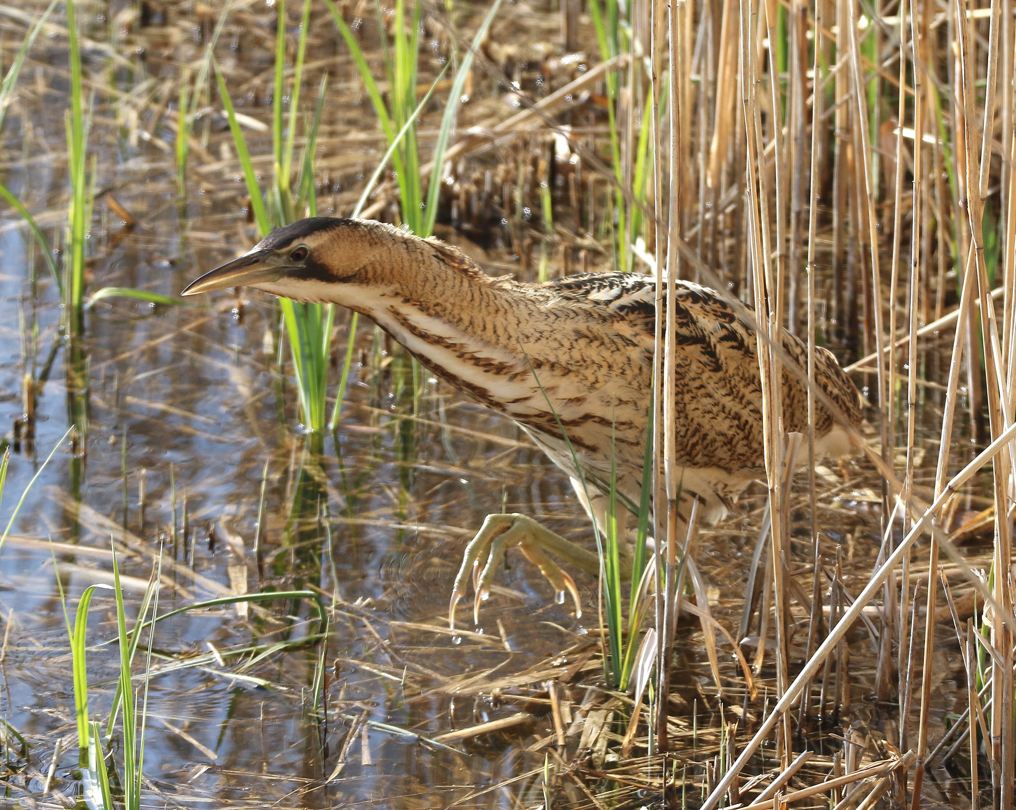 Canon EOS 7D Mark II sample photo. Bittern photography