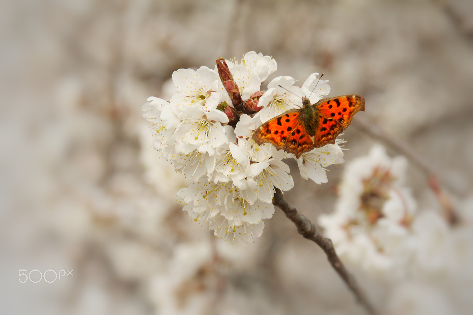 Sigma 18-200mm F3.5-6.3 II DC OS HSM sample photo. 你的照片 photography