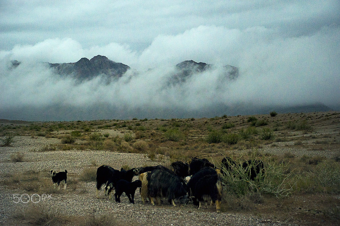 Nikon D3200 sample photo. Grazing goats photography