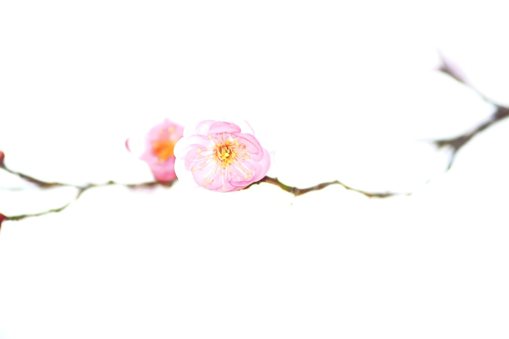 Sony ILCA-77M2 sample photo. Plum flowers  photography