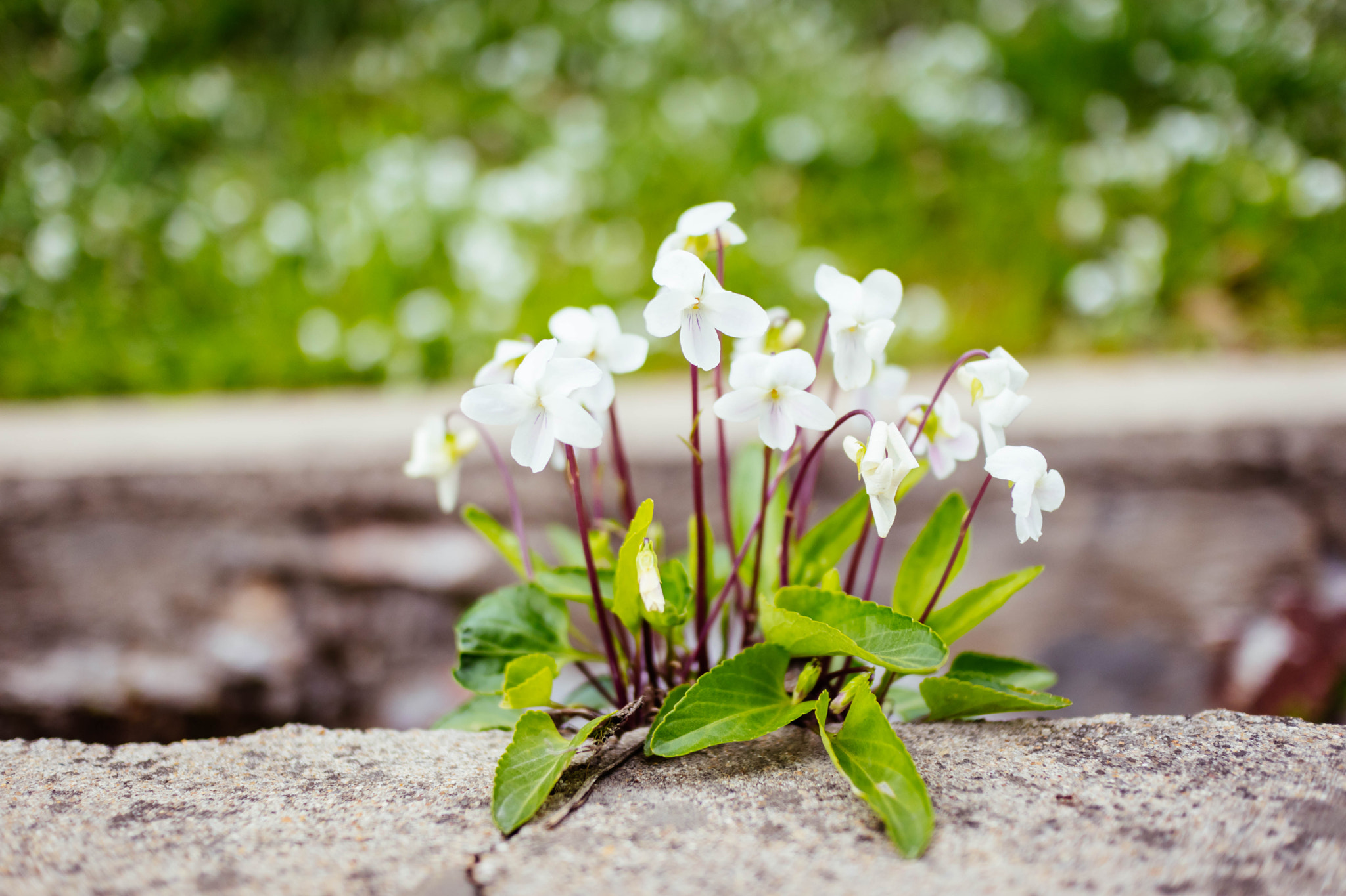 Canon EF-M 22mm F2 STM sample photo