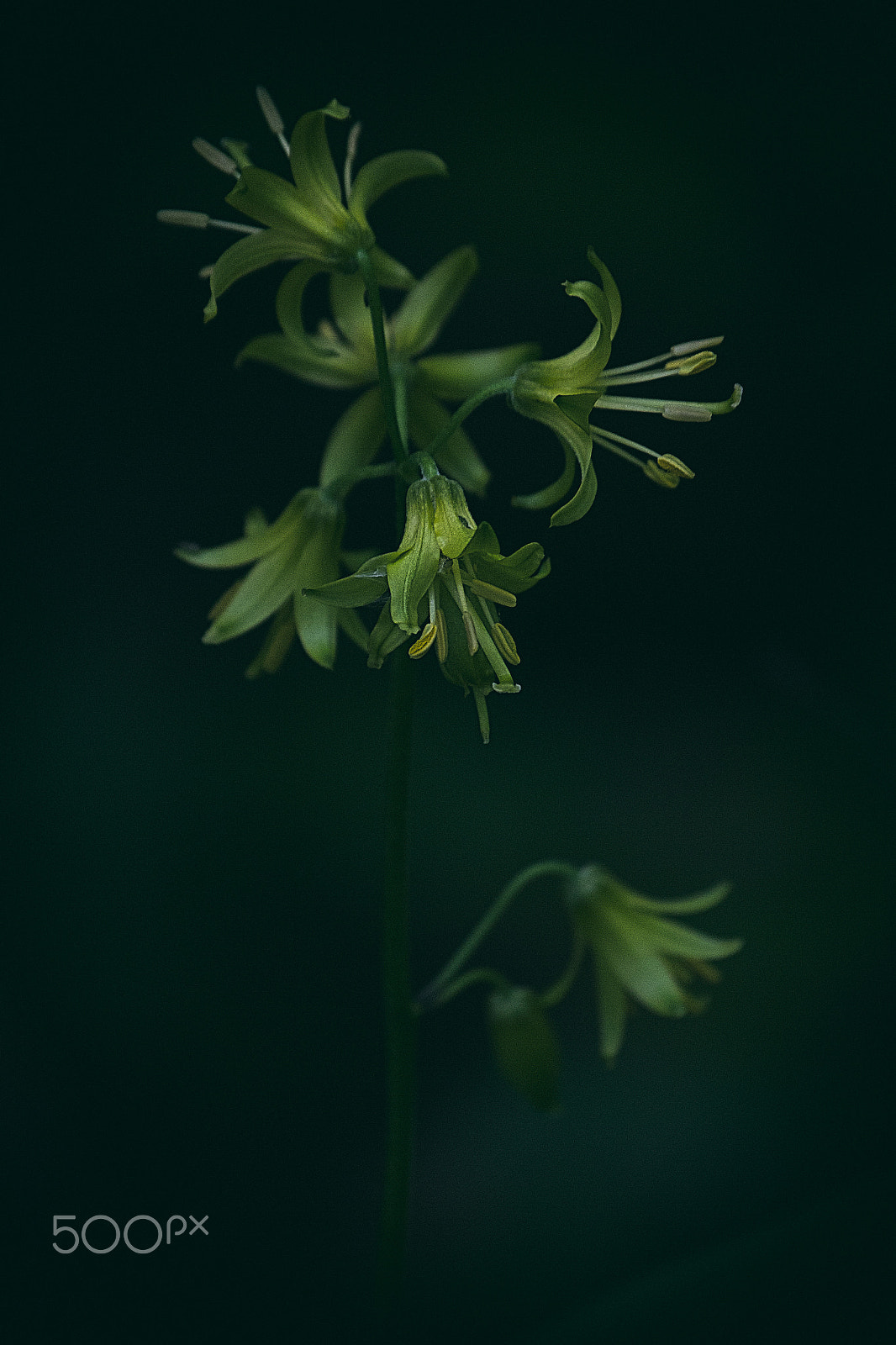 Canon EOS 7D sample photo. In the forest grows a lily photography