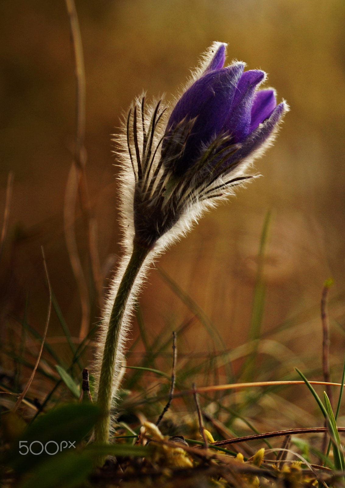 Sony SLT-A57 sample photo. Pasque flower photography