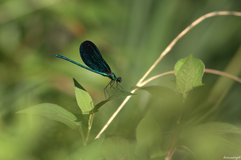 Canon EOS 50D + Canon EF 400mm F5.6L USM sample photo. Calopteryx photography