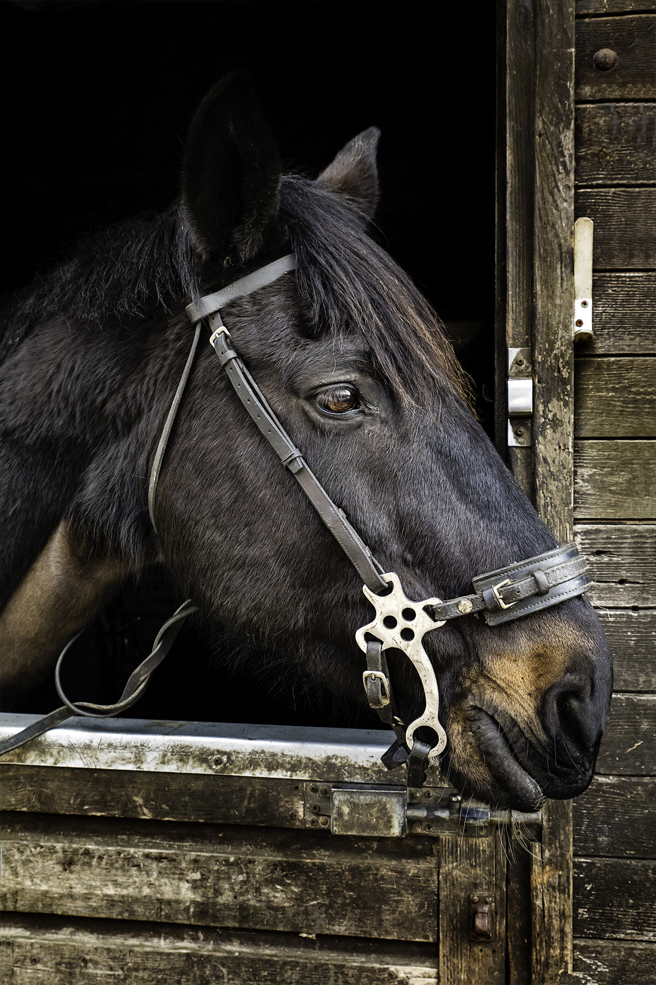 Sigma 24-70mm F2.8 EX DG Macro sample photo. Handsome boy photography