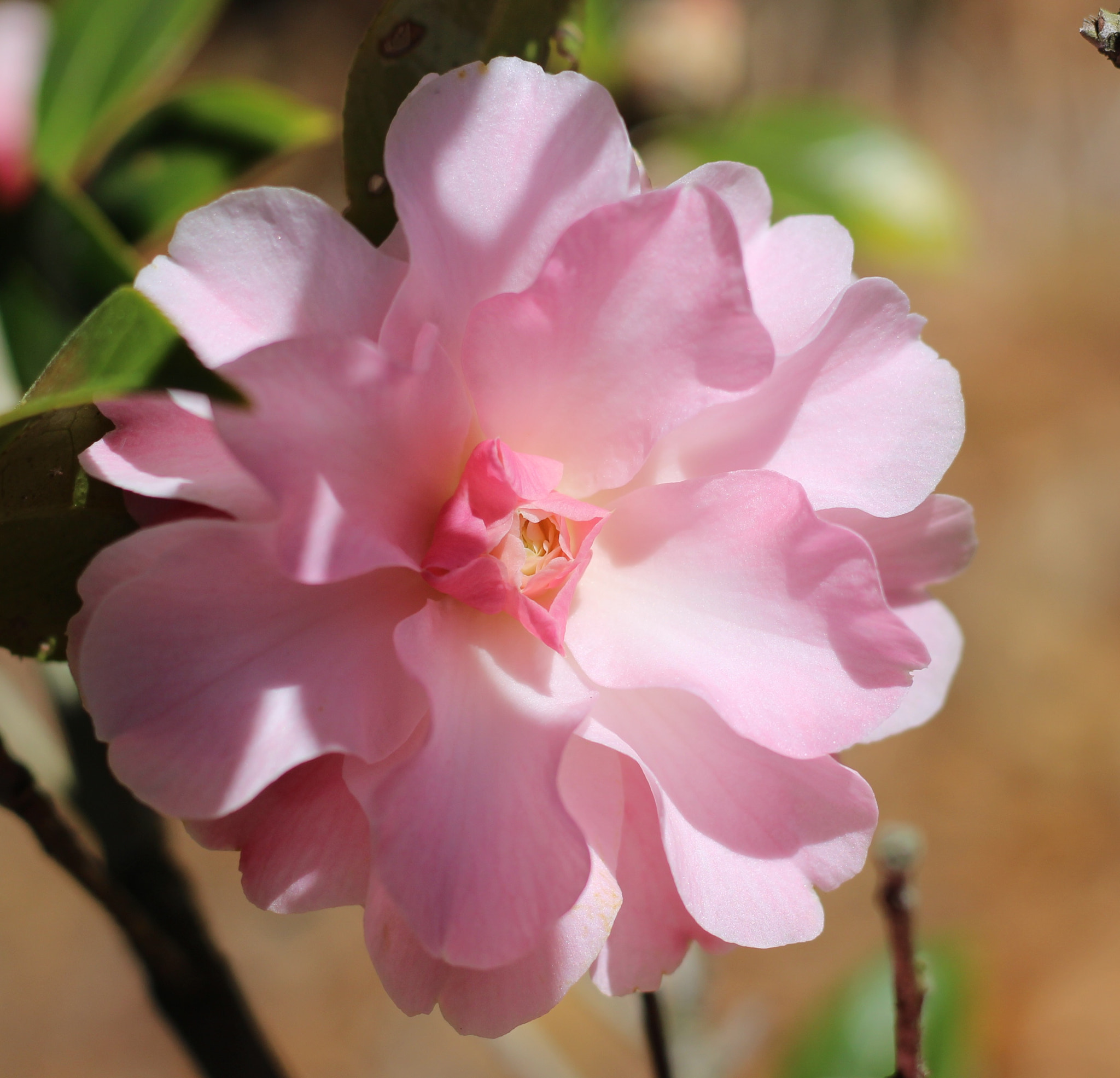 Canon EOS 100D (EOS Rebel SL1 / EOS Kiss X7) sample photo. Formal double buttons 'n bows photography