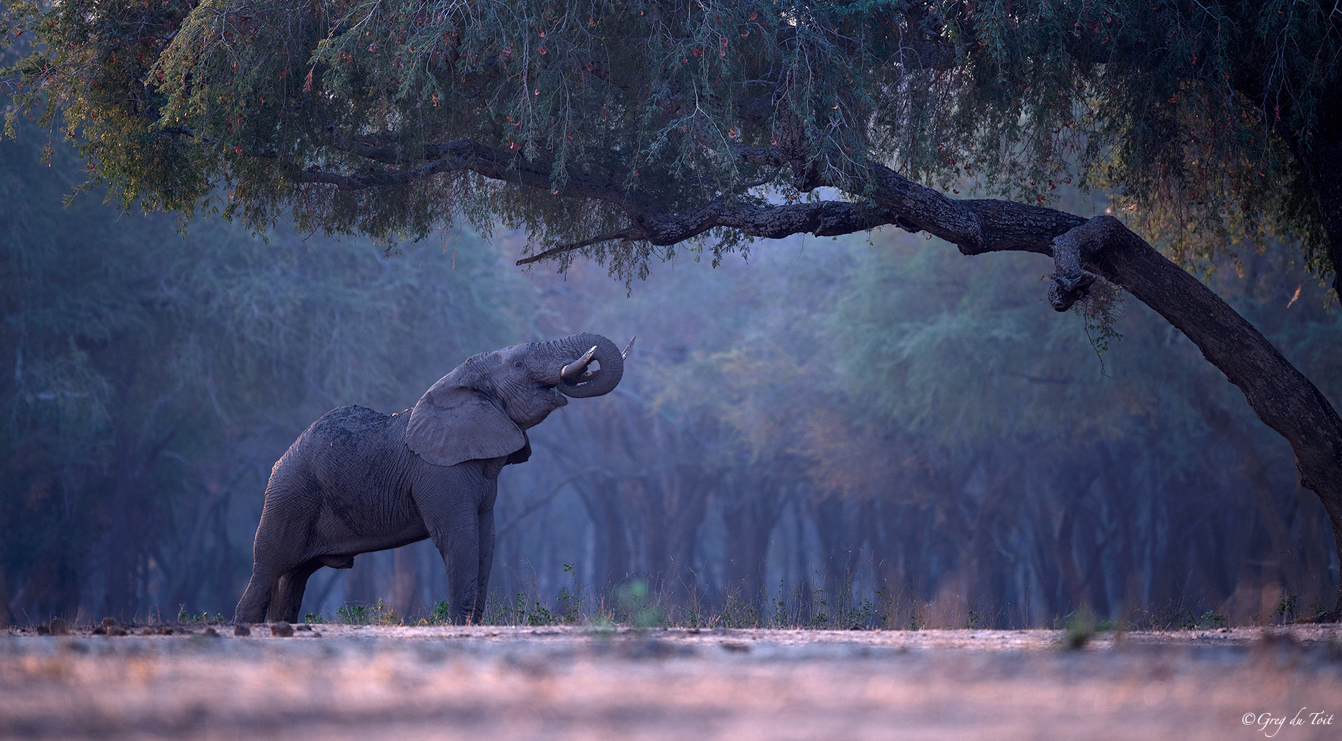 Nikon D5 sample photo. African at dusk photography