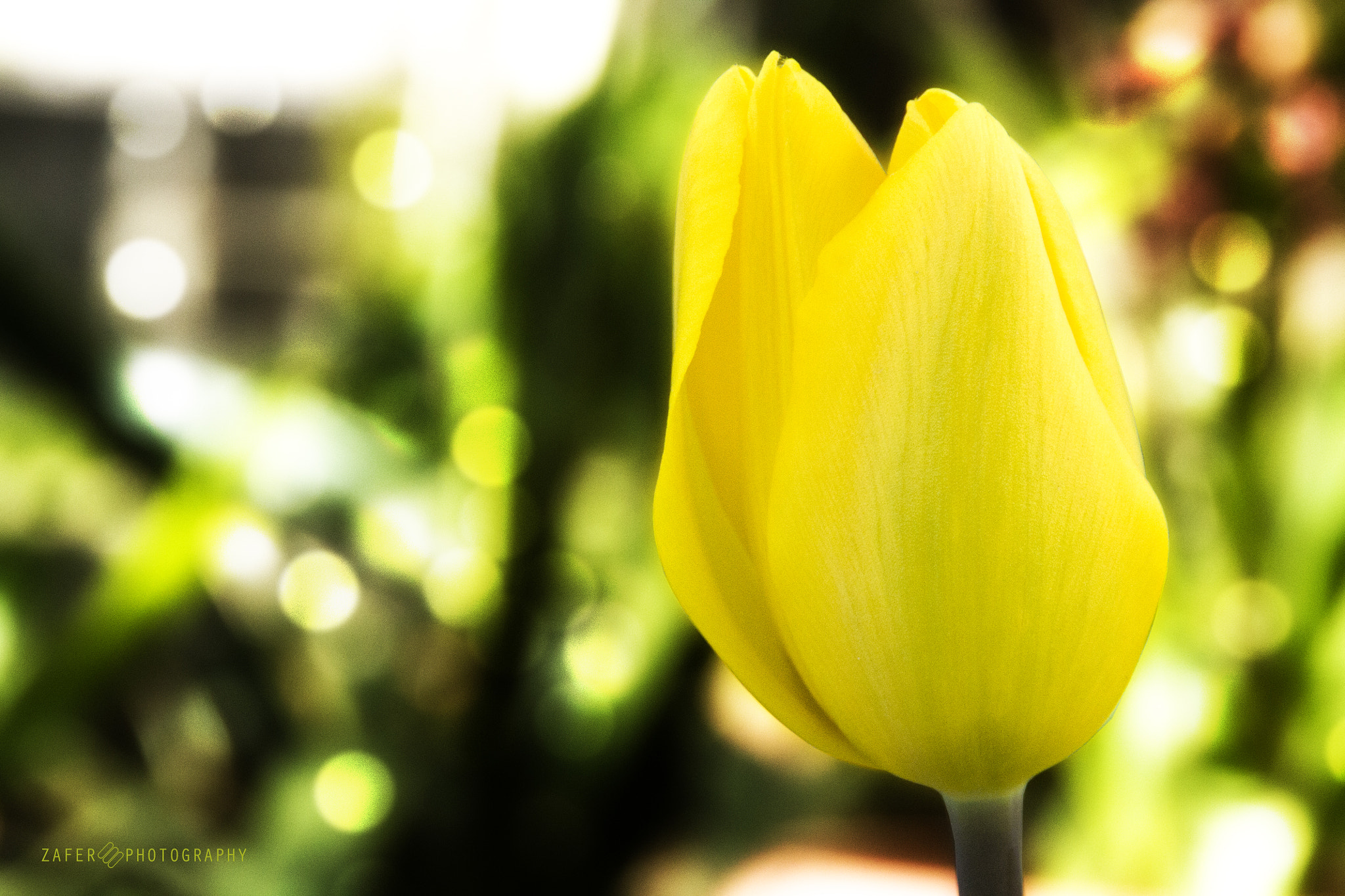 Canon EOS 1100D (EOS Rebel T3 / EOS Kiss X50) sample photo. Tulip photography