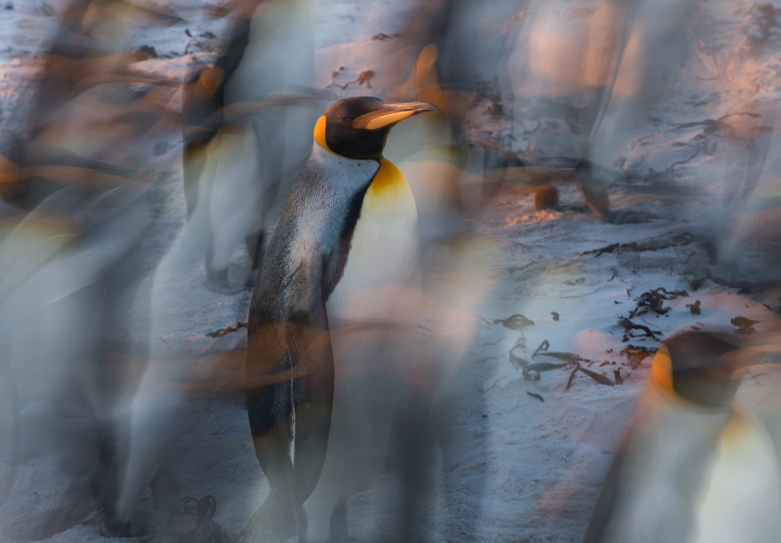 Nikon D810 sample photo. King blur photography